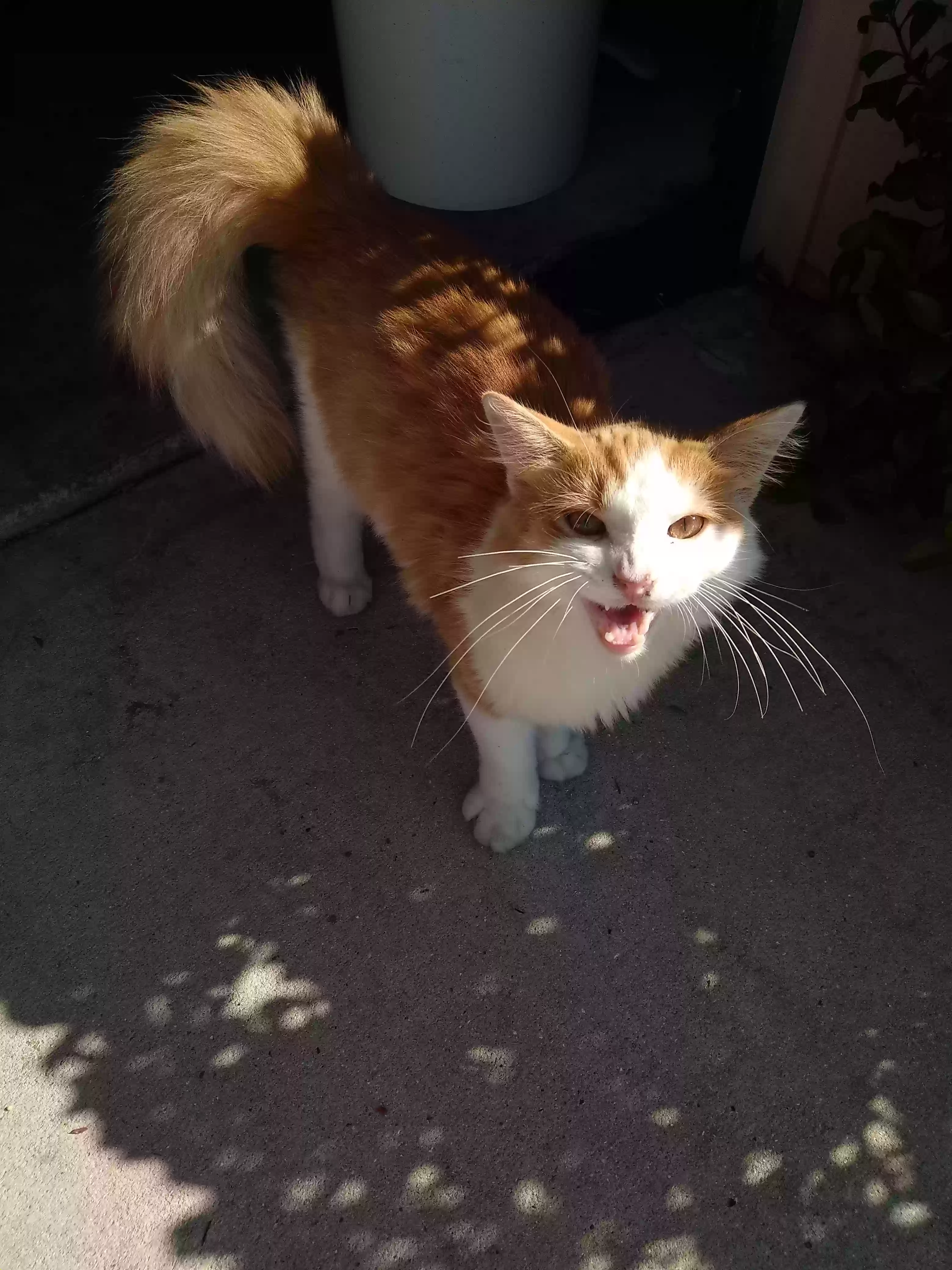 Lost cat in Lehigh Acres, FL, 33976