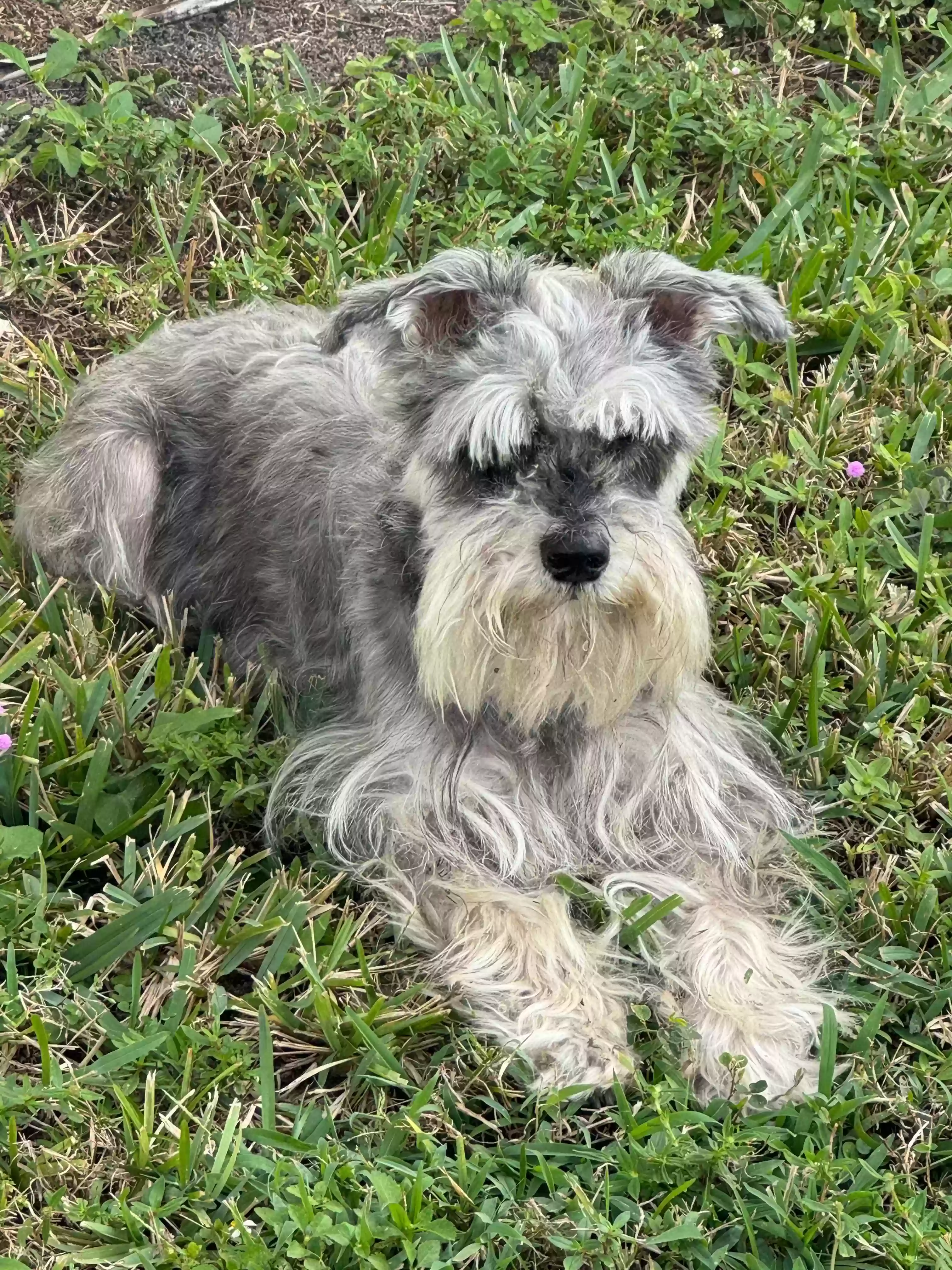 Found dog in Fort Lauderdale, FL, 33311