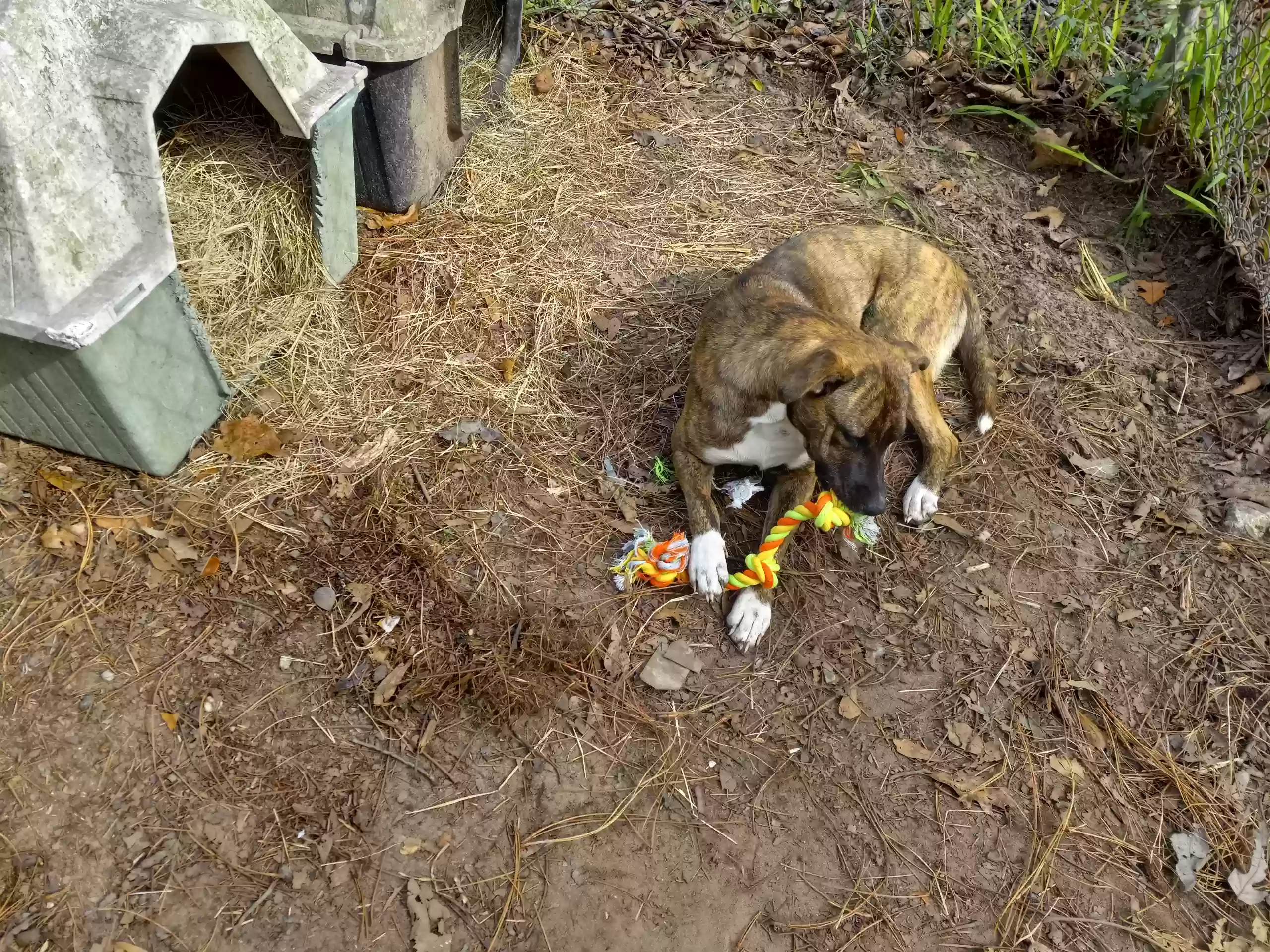 Lost dog in Wilmer, AL, 36587