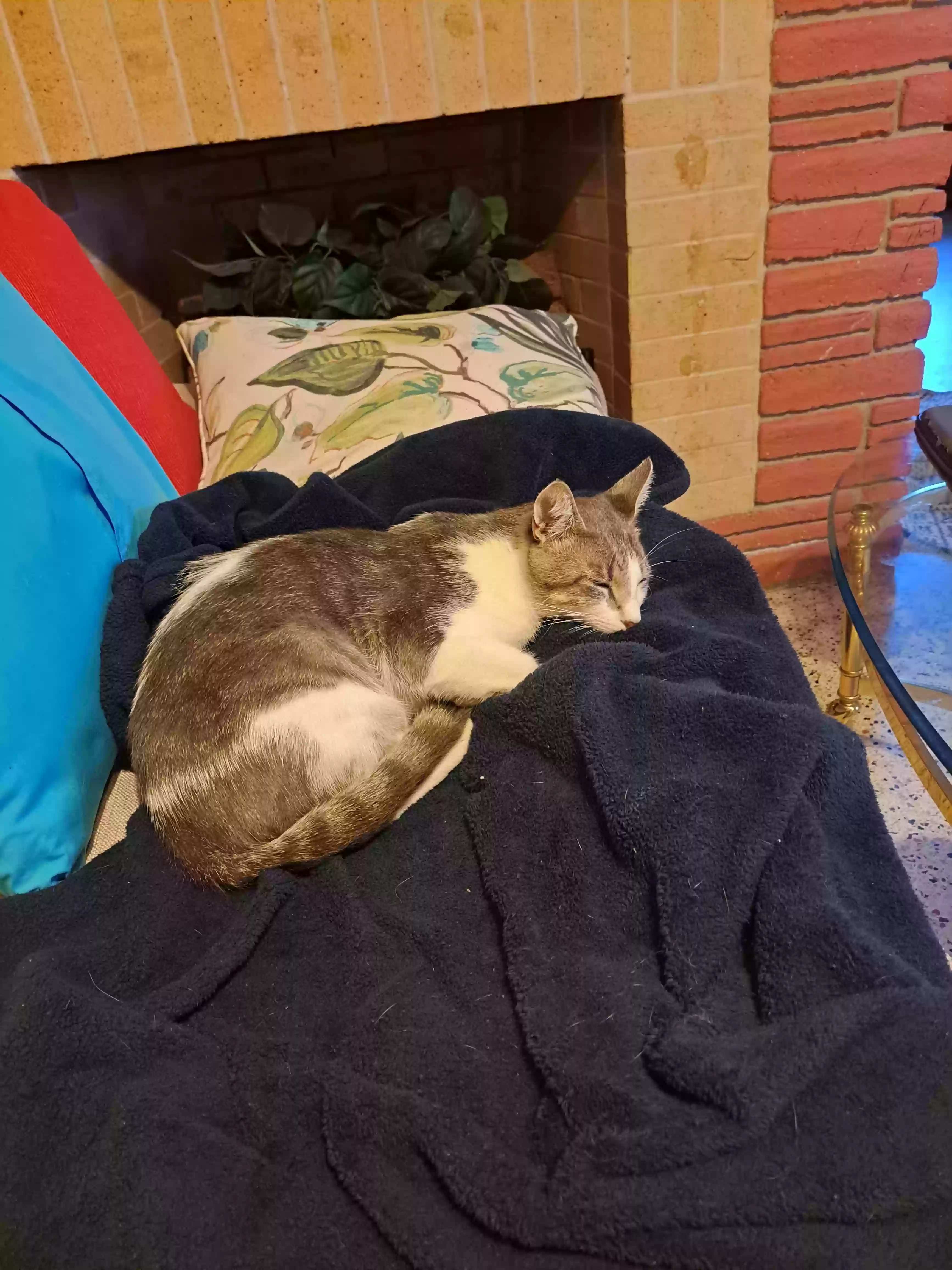 Lost cat in Miami, FL, 33189