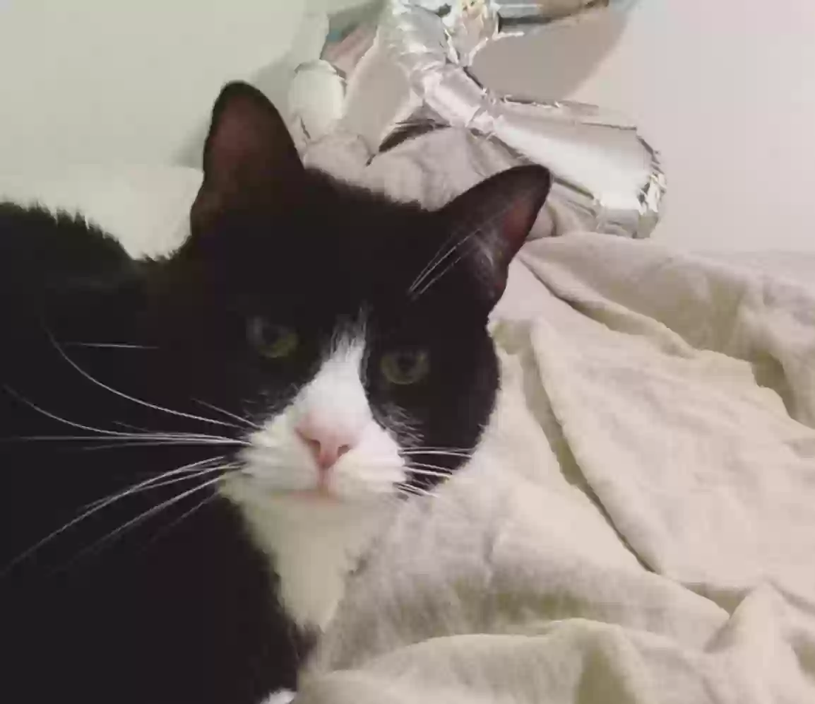 Lost cat in Davis, CA, 95618