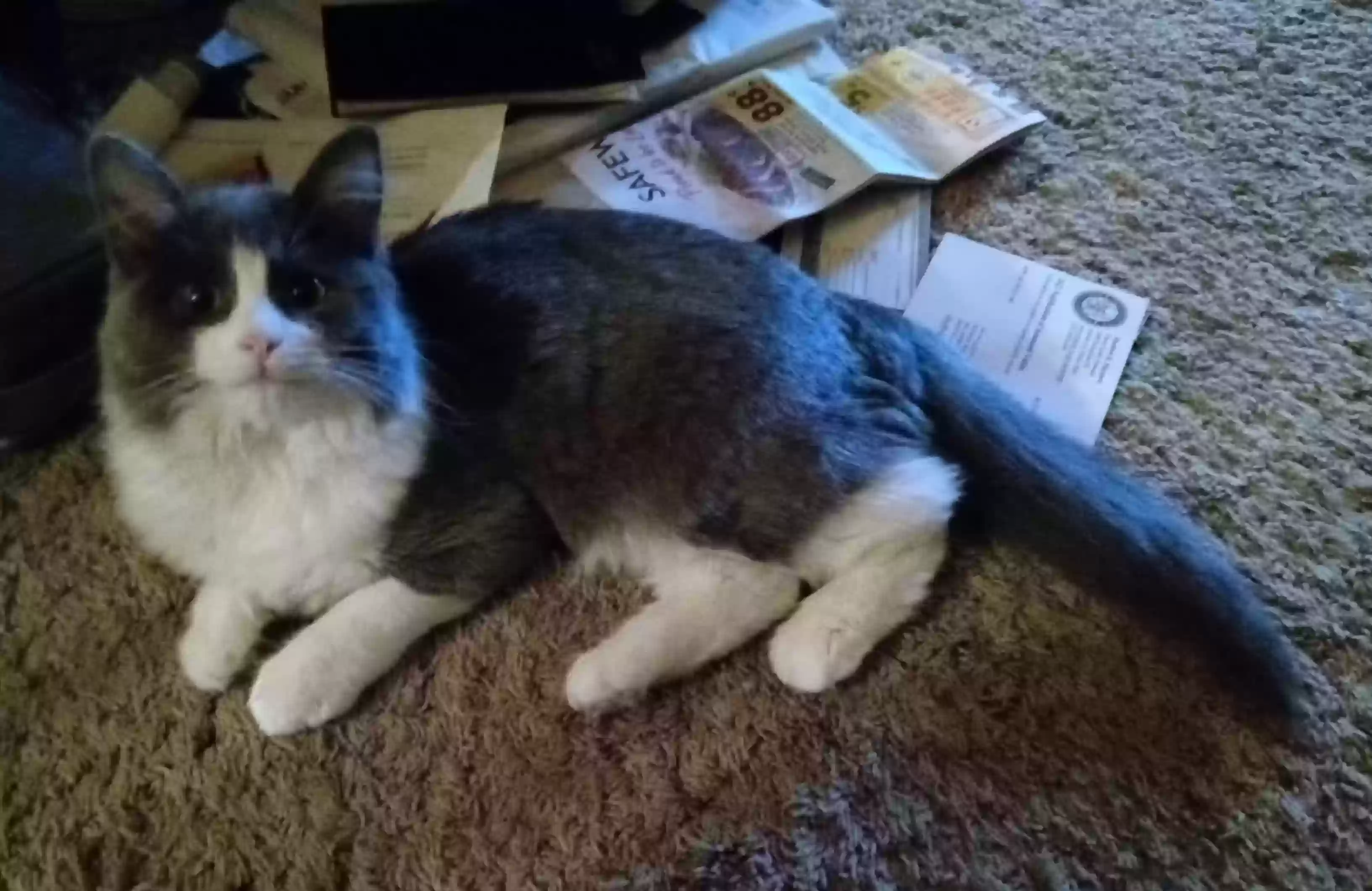 Lost cat in Rocklin, CA, 95765