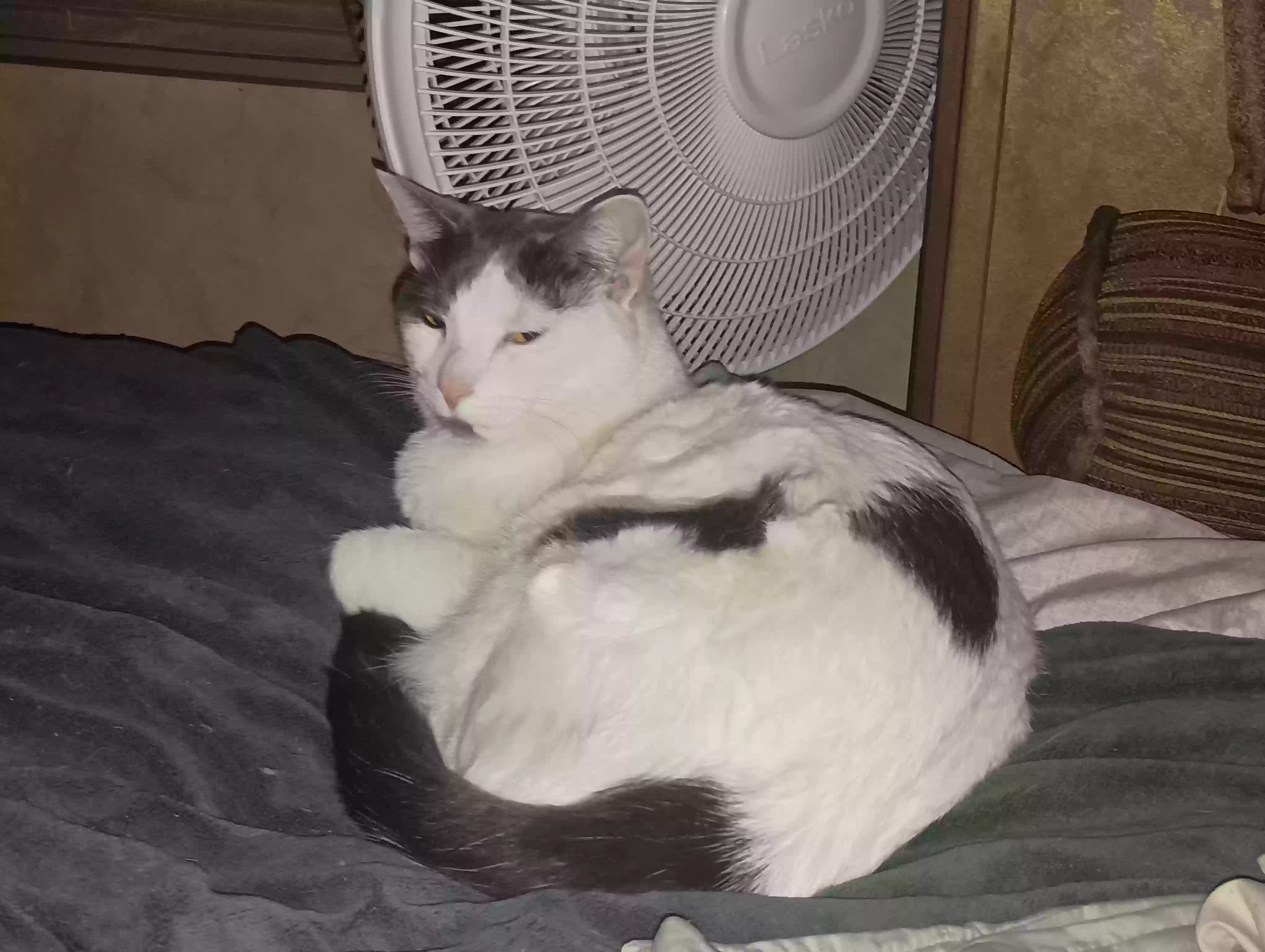 Lost cat in Tyler, TX, 75706