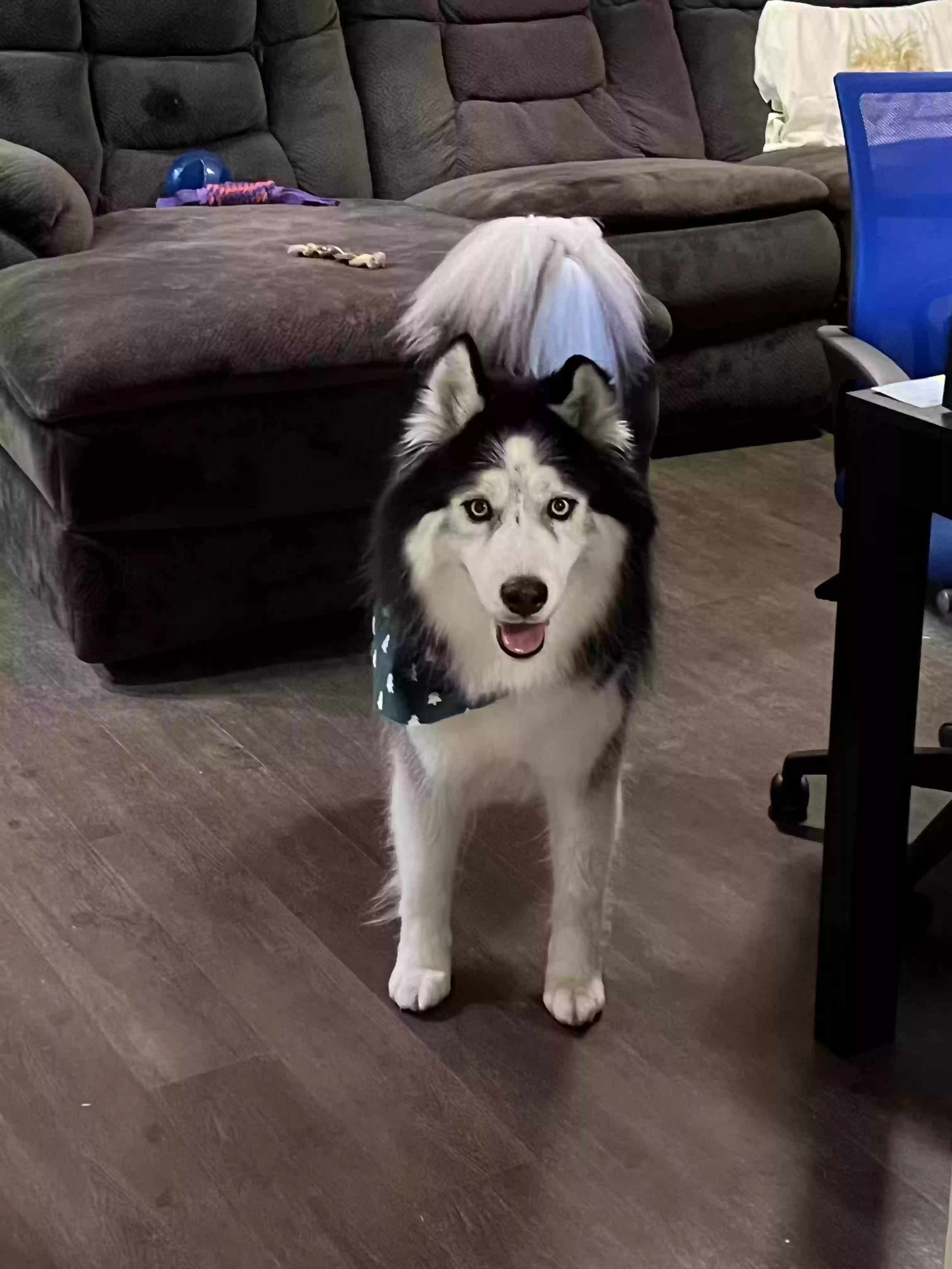 Lost dog in Clearwater, FL, 33763