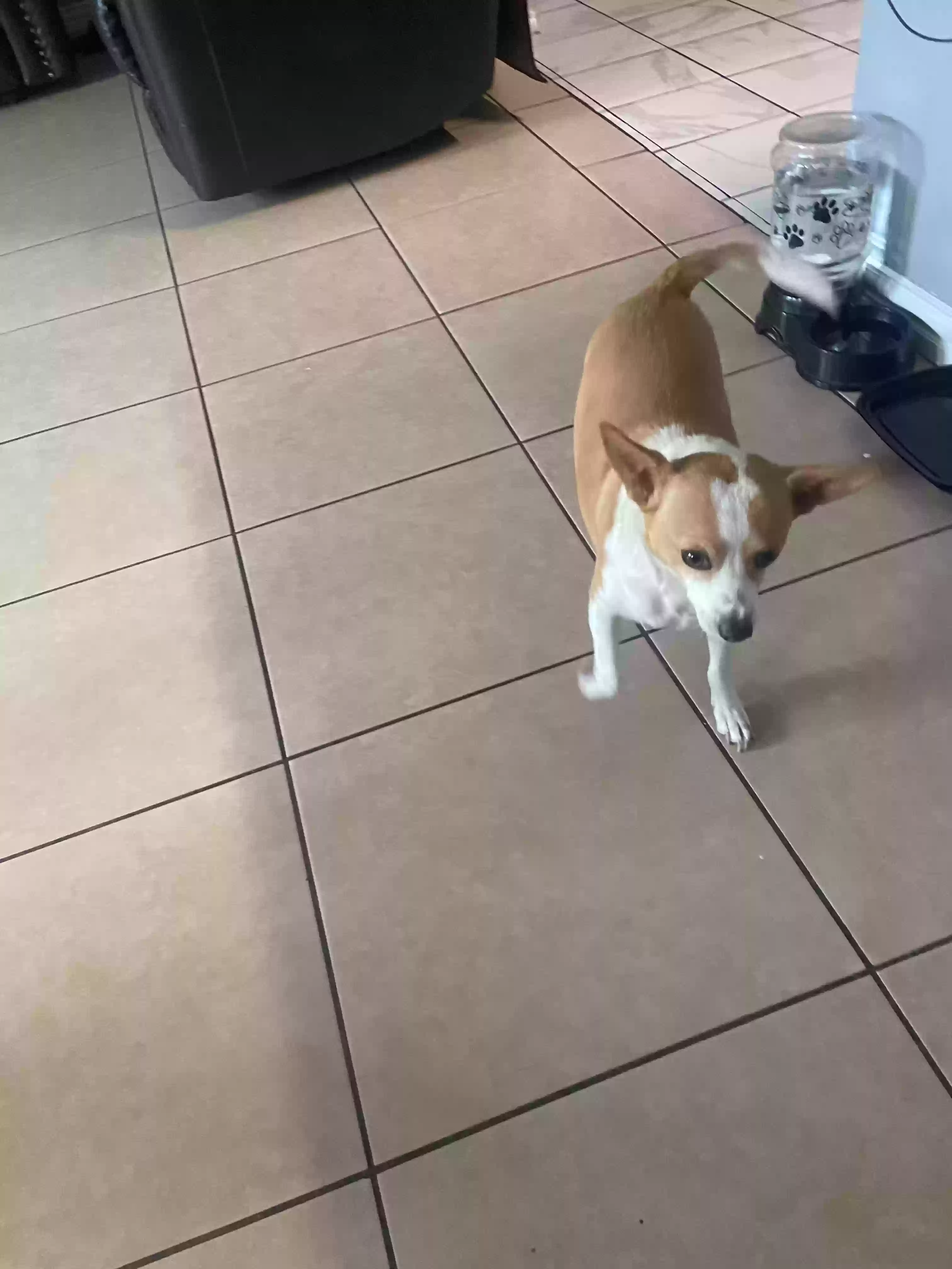 Lost dog in Las Vegas, NV, 89104