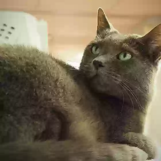 Lost cat in Houston, TX, 77005
