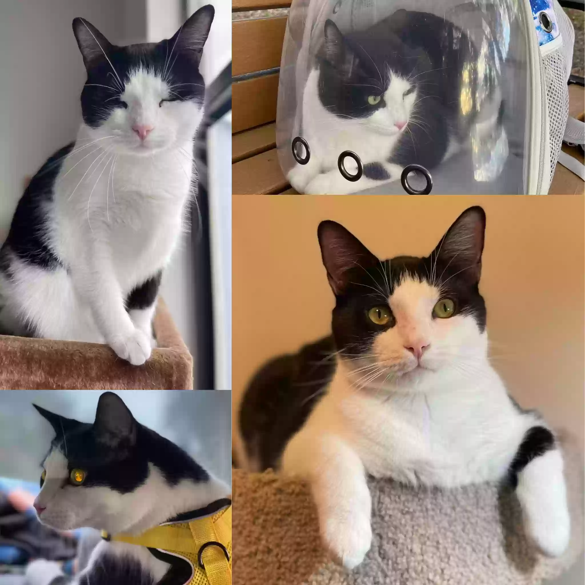 Lost cat in Altamonte Springs, FL, 32716