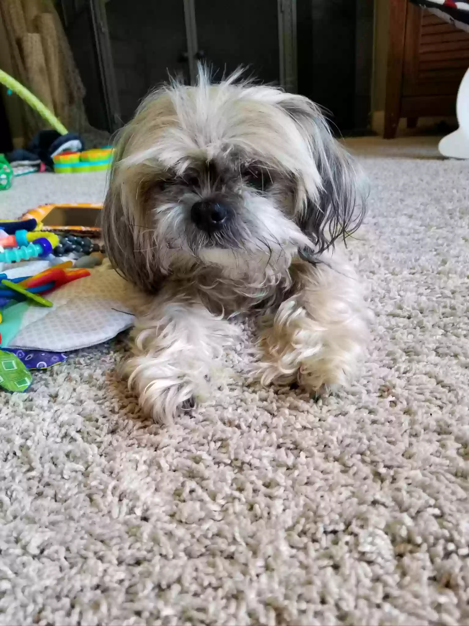 Lost dog in Chesnee, SC, 29323