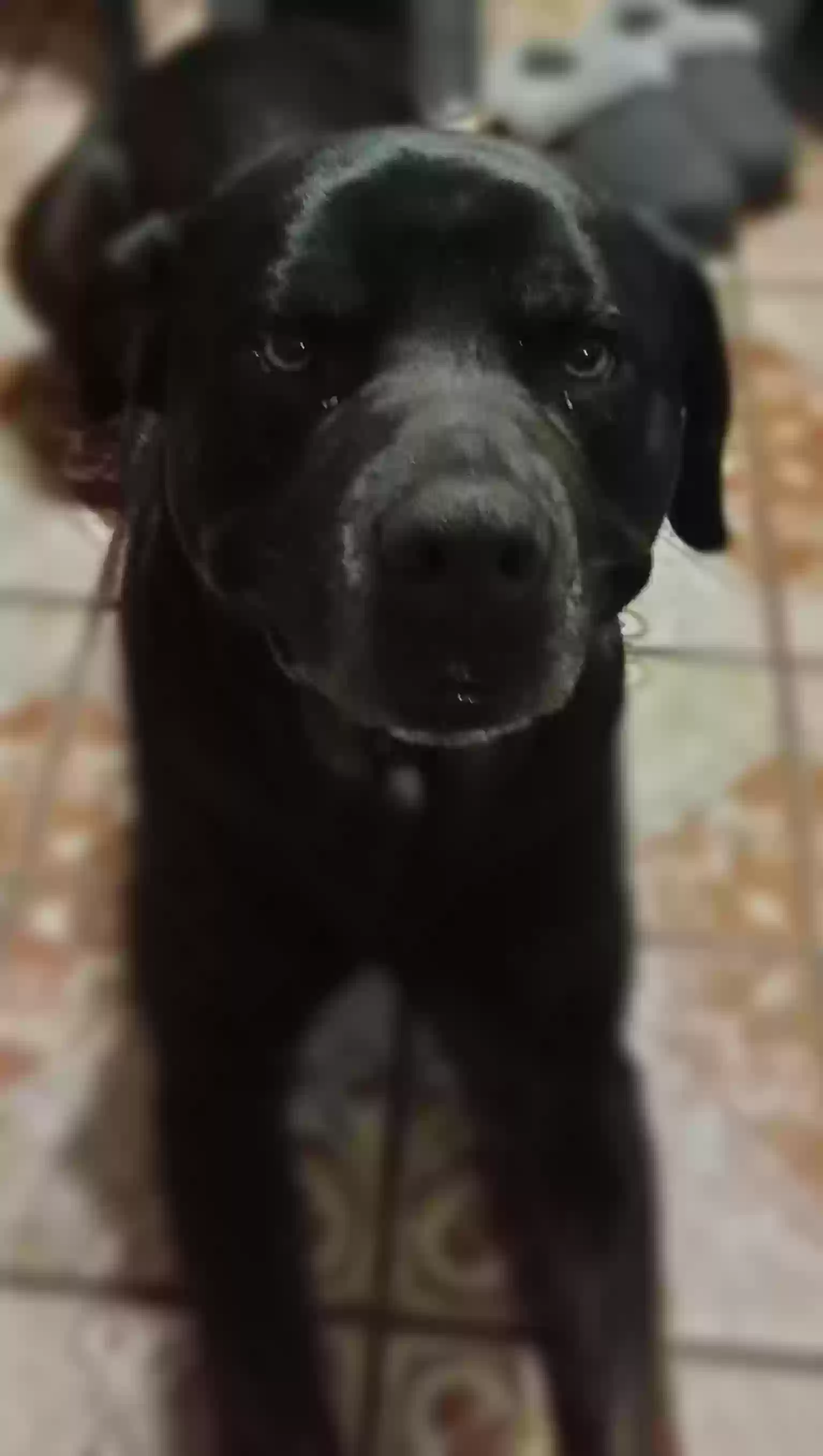 Found dog in Davison, MI, 48423