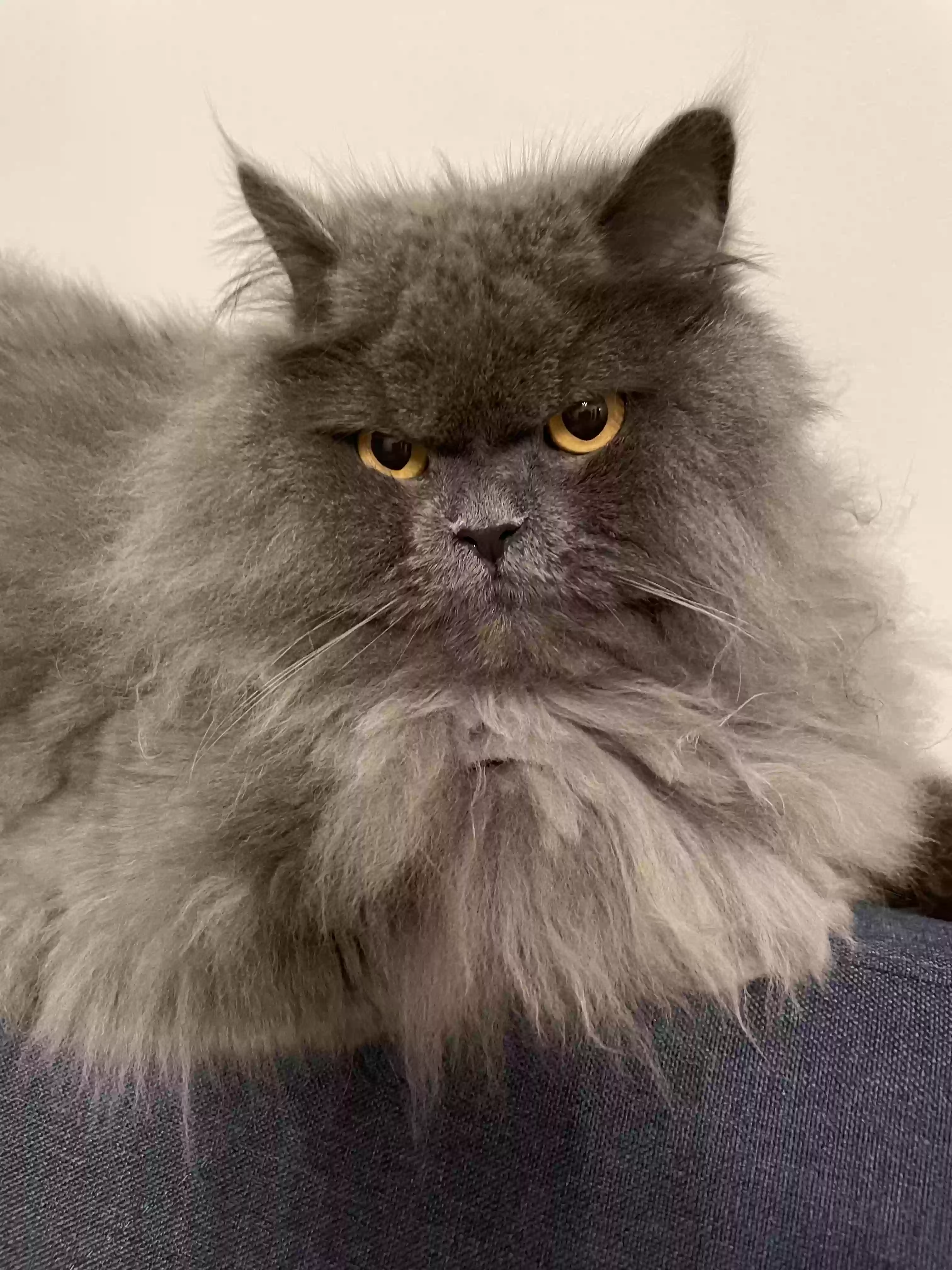 Lost cat in Evans, GA, 30809