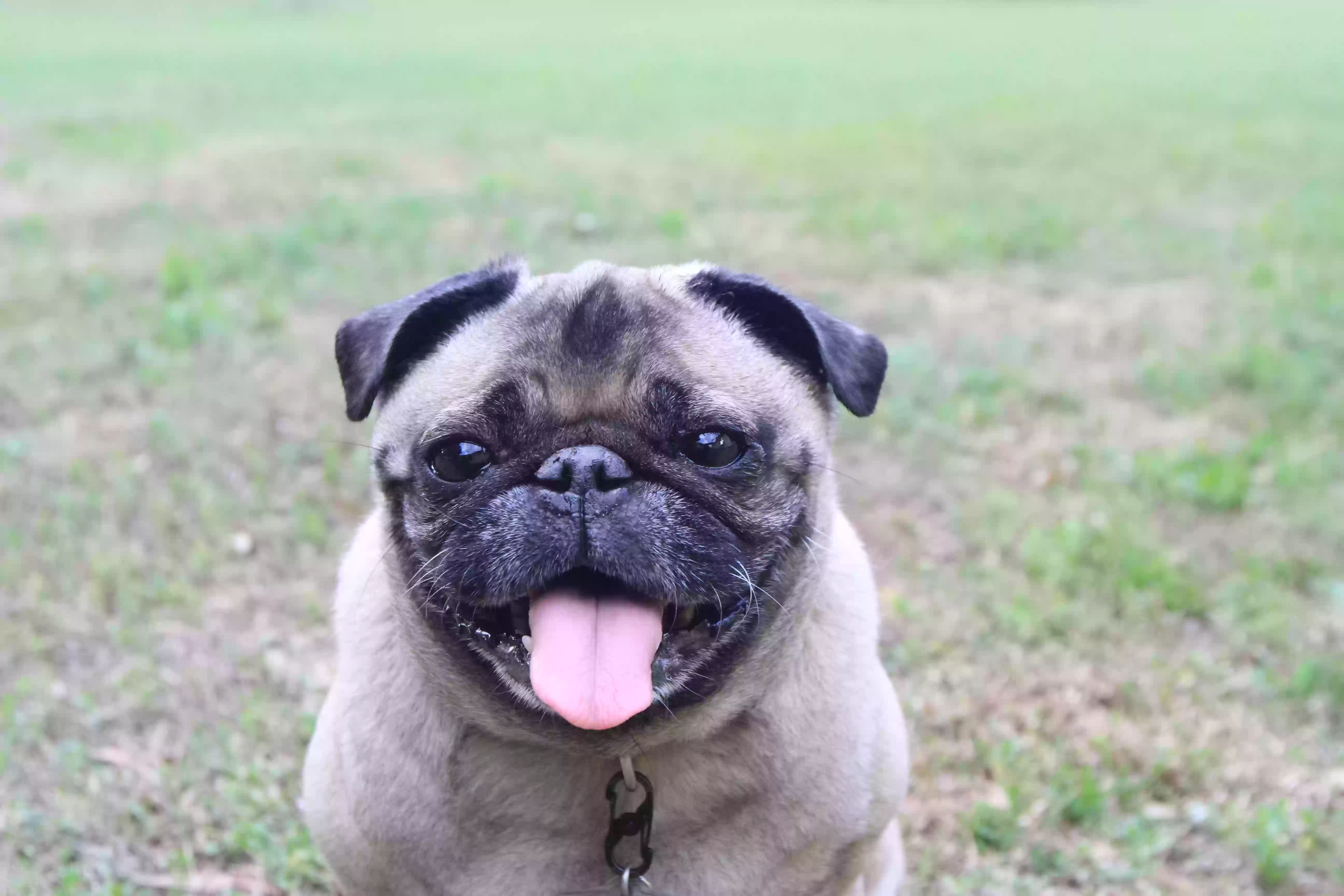Lost dog in Seffner, FL, 33584