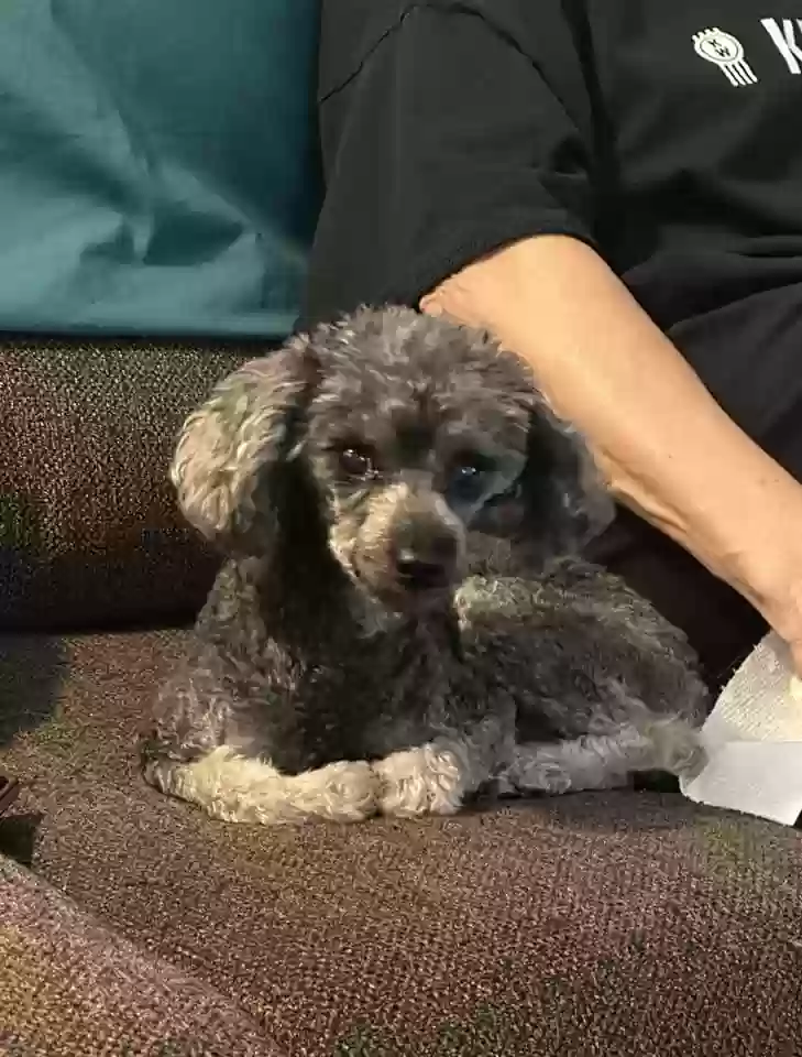 Lost dog in Las Vegas, NV, 89139