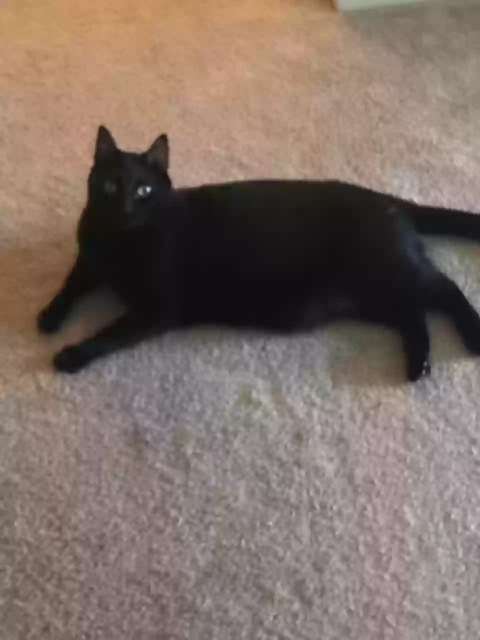 Lost cat in San Diego, CA, 92108