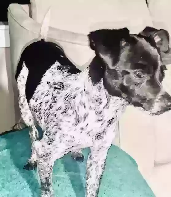Lost dog in Fort Lauderdale, FL, 33334