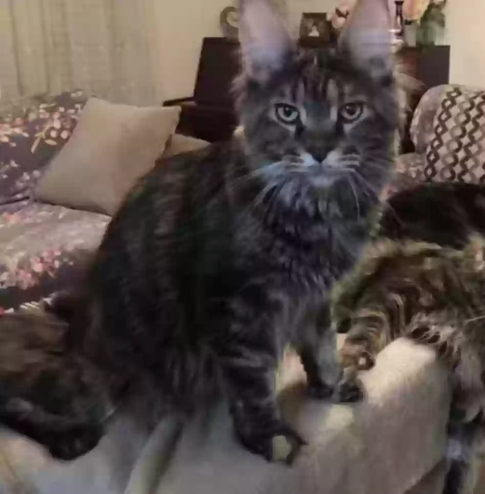 Lost cat in Los Angeles, CA, 90046