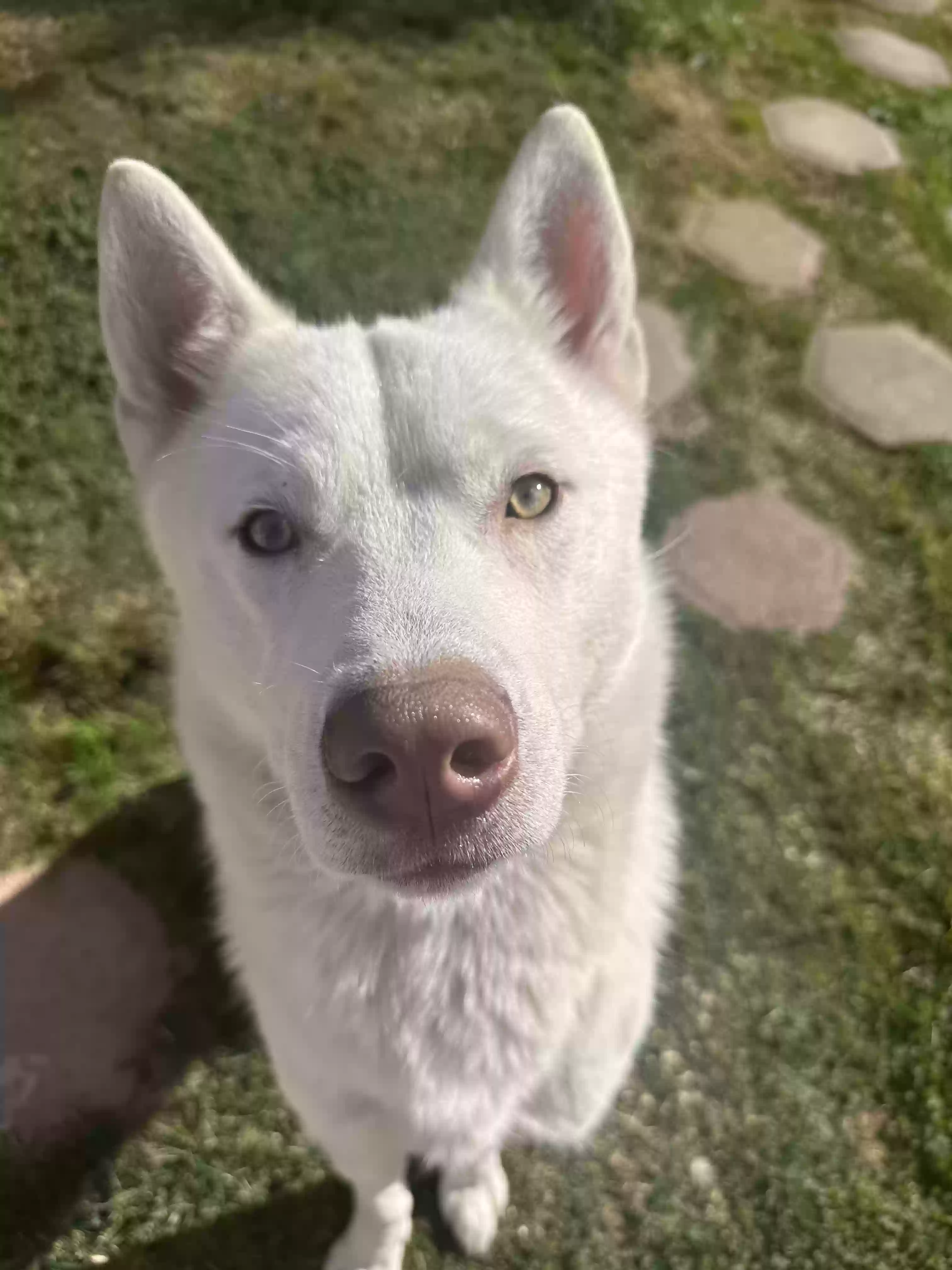 Lost dog in West Covina, CA, 91792