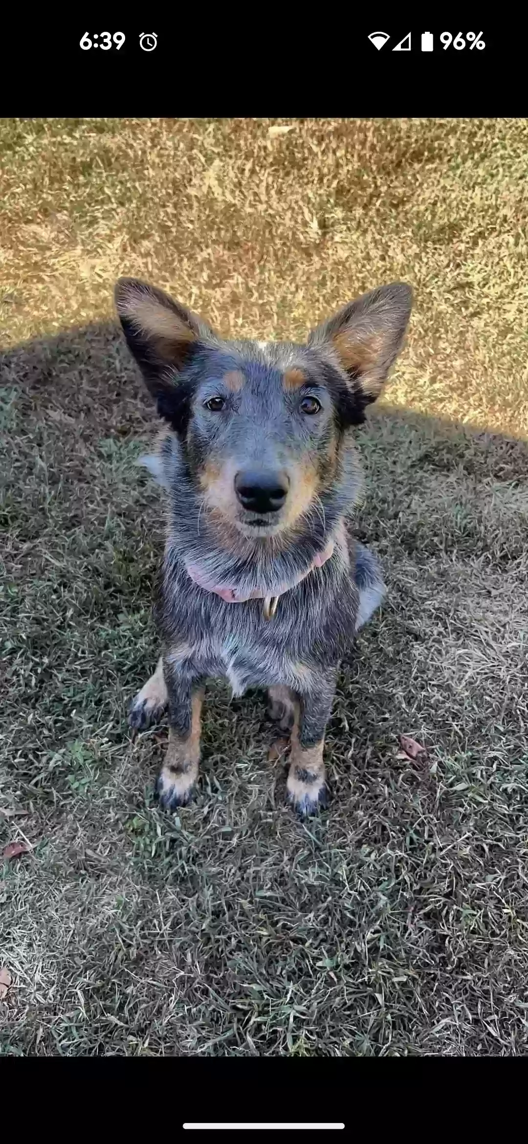 Lost dog in Hull, GA, 30646