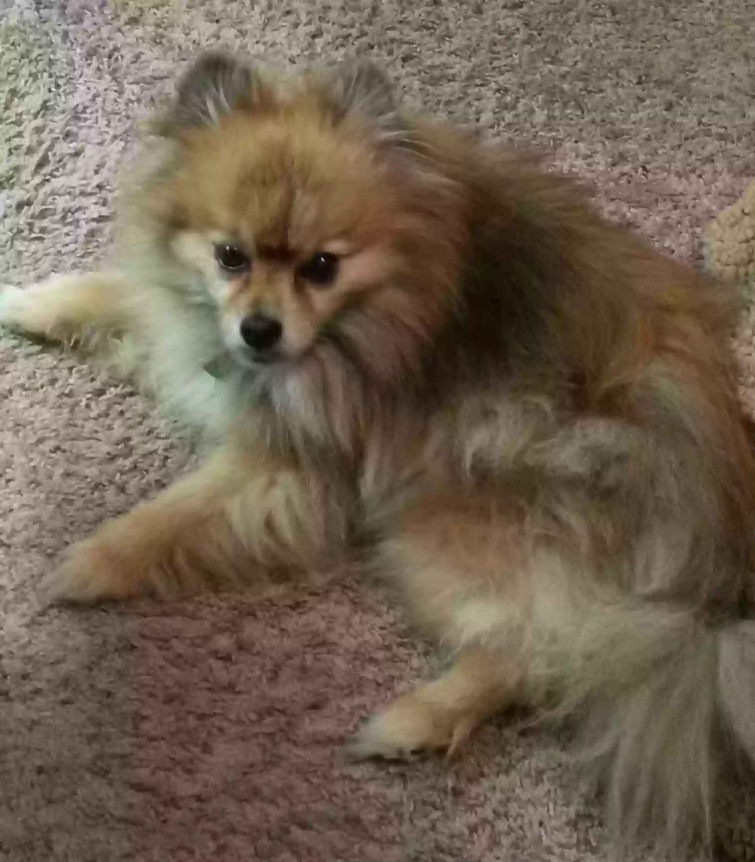 Lost dog in Inglewood, CA, 90305