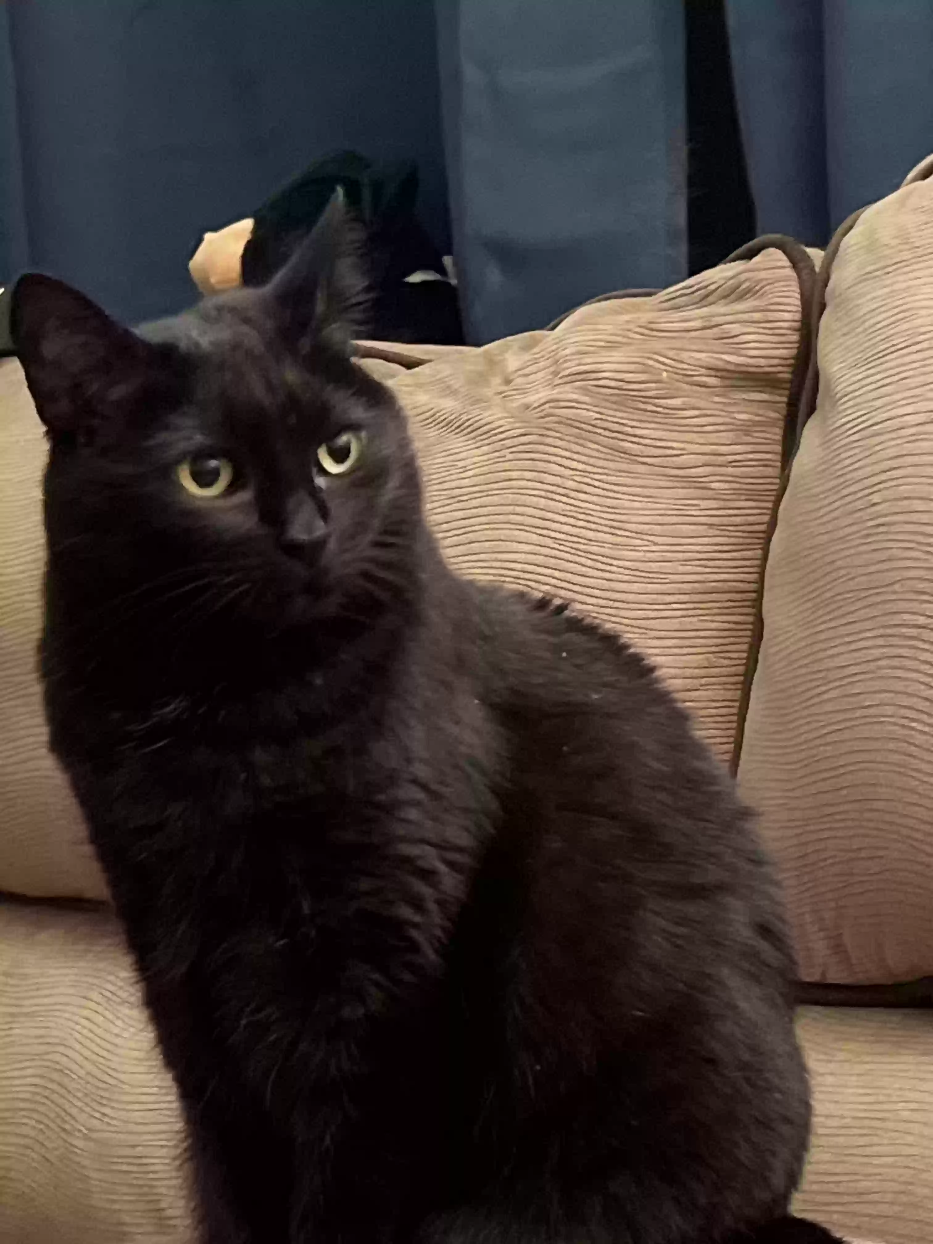 Lost cat in Henrico, VA, 23231