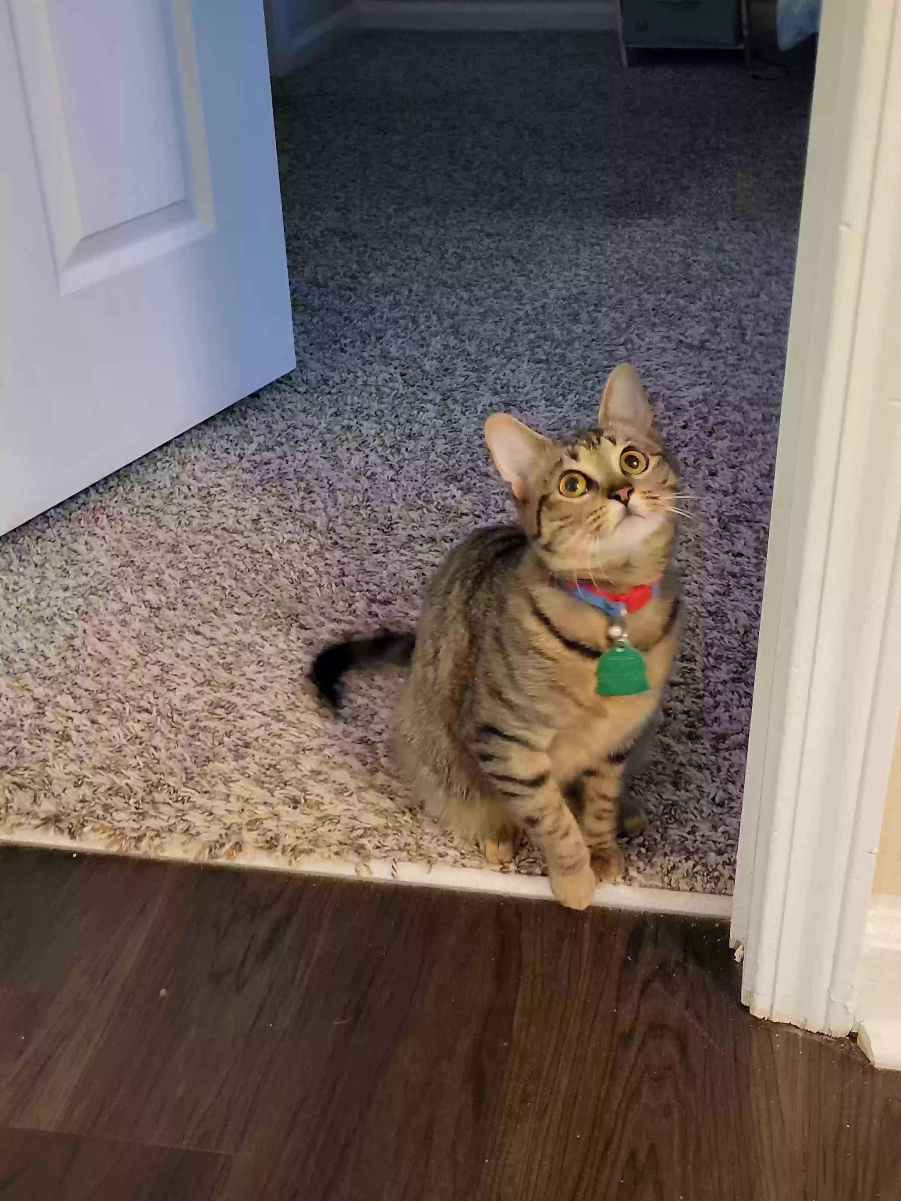 Lost cat in Newnan, GA, 30265