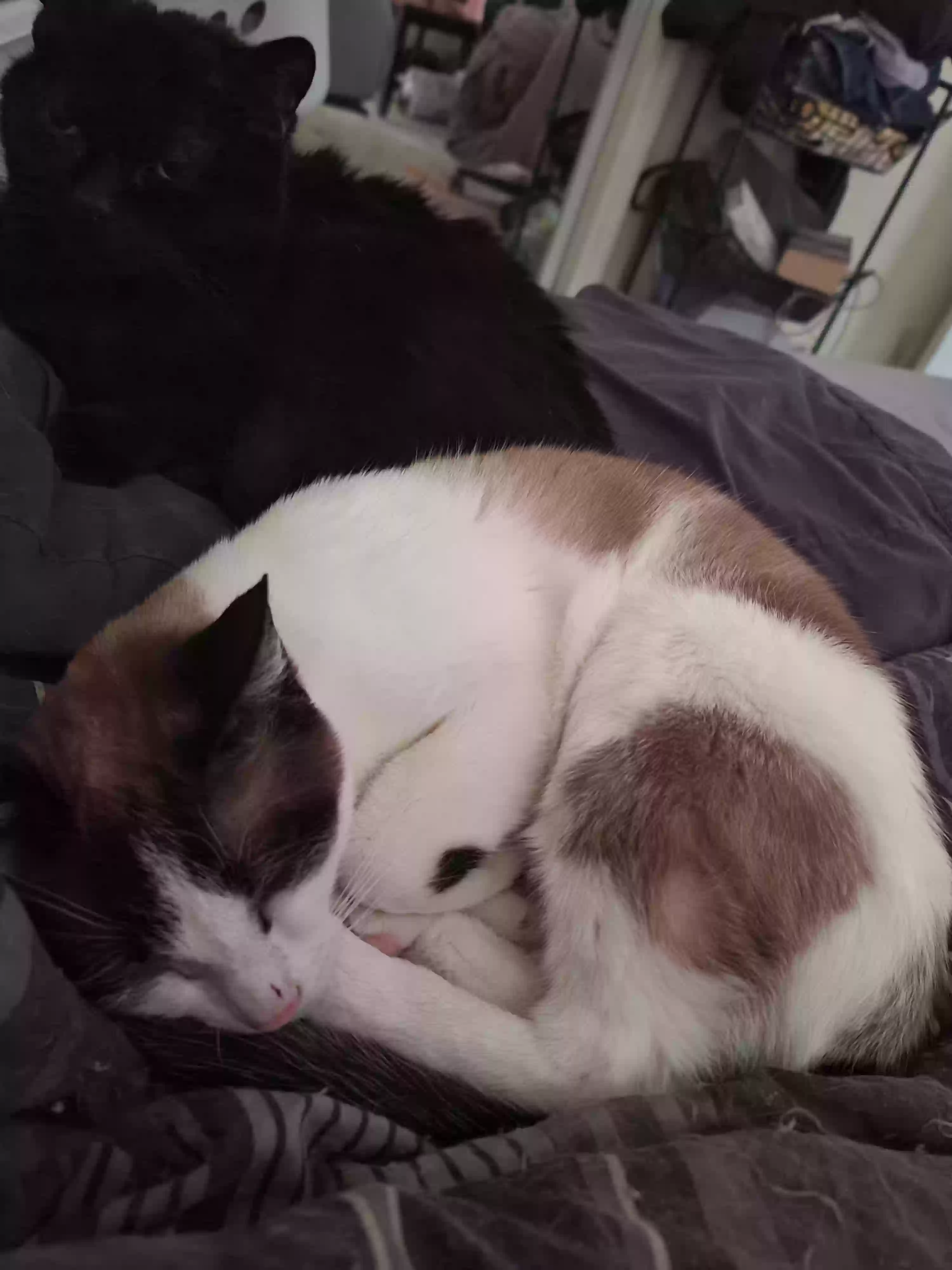 Lost cat in Fort Lauderdale, FL, 33321