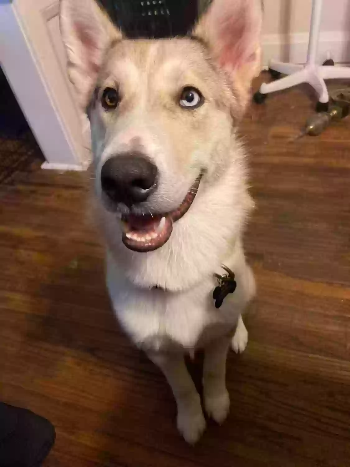 Lost dog in Allentown, PA, 18102
