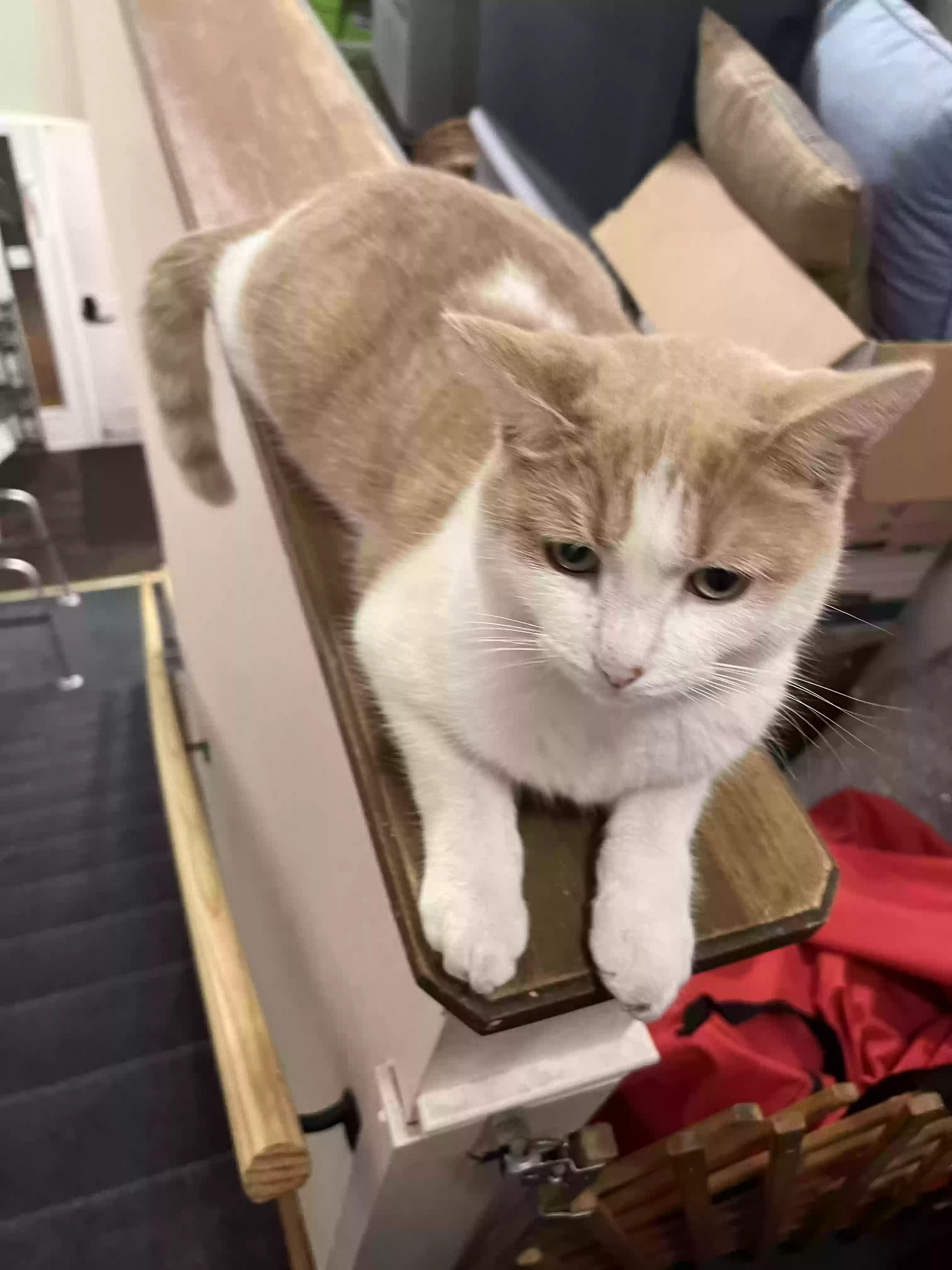 Lost cat in Toledo, OH, 43614