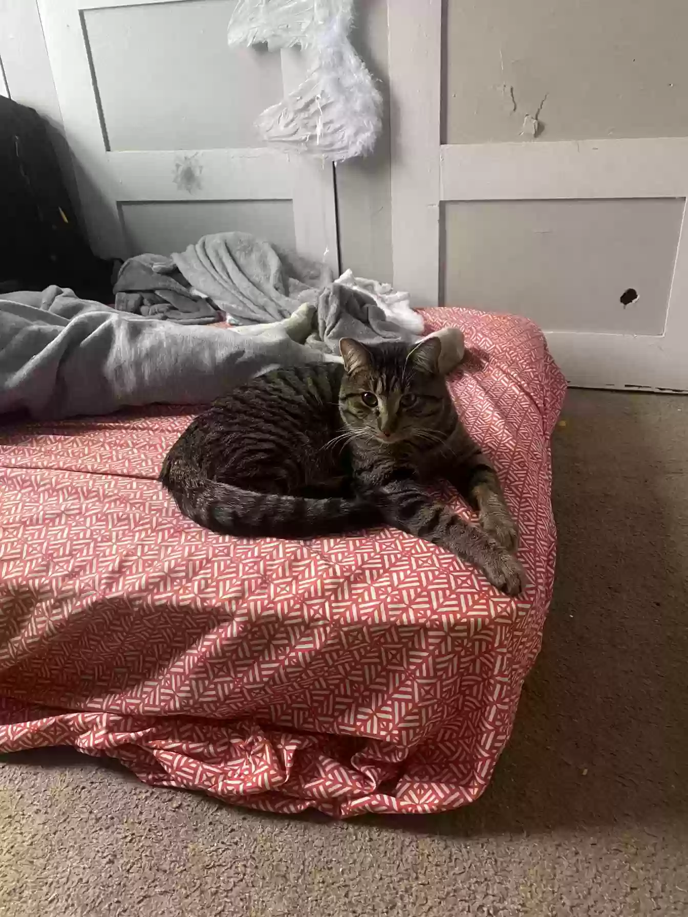 Lost cat in Batavia, NY, 14020
