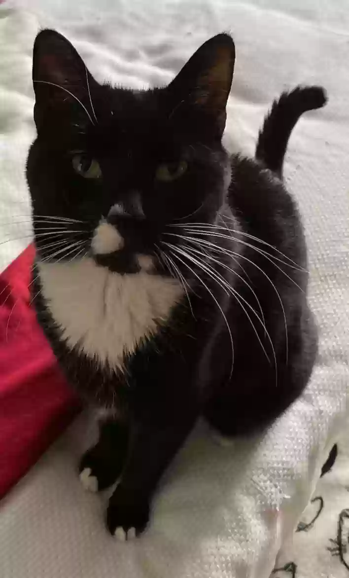 Lost cat in Carlstadt, NJ, 7072