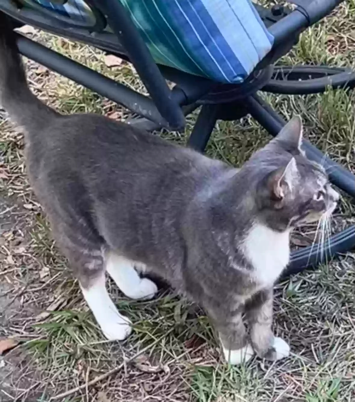 Lost cat in Manvel, TX, 77578