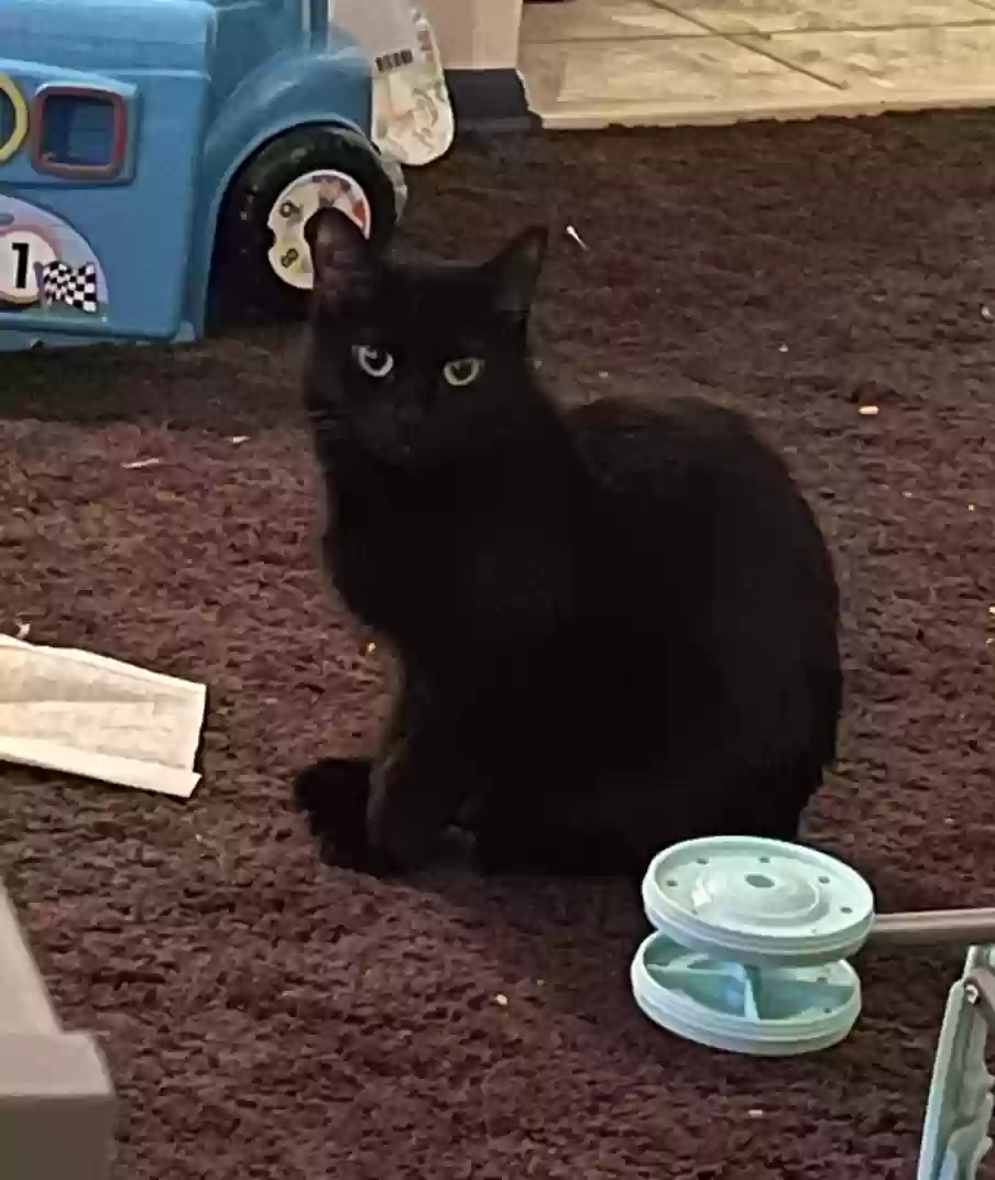 Lost cat in Grand Blanc, MI, 48439