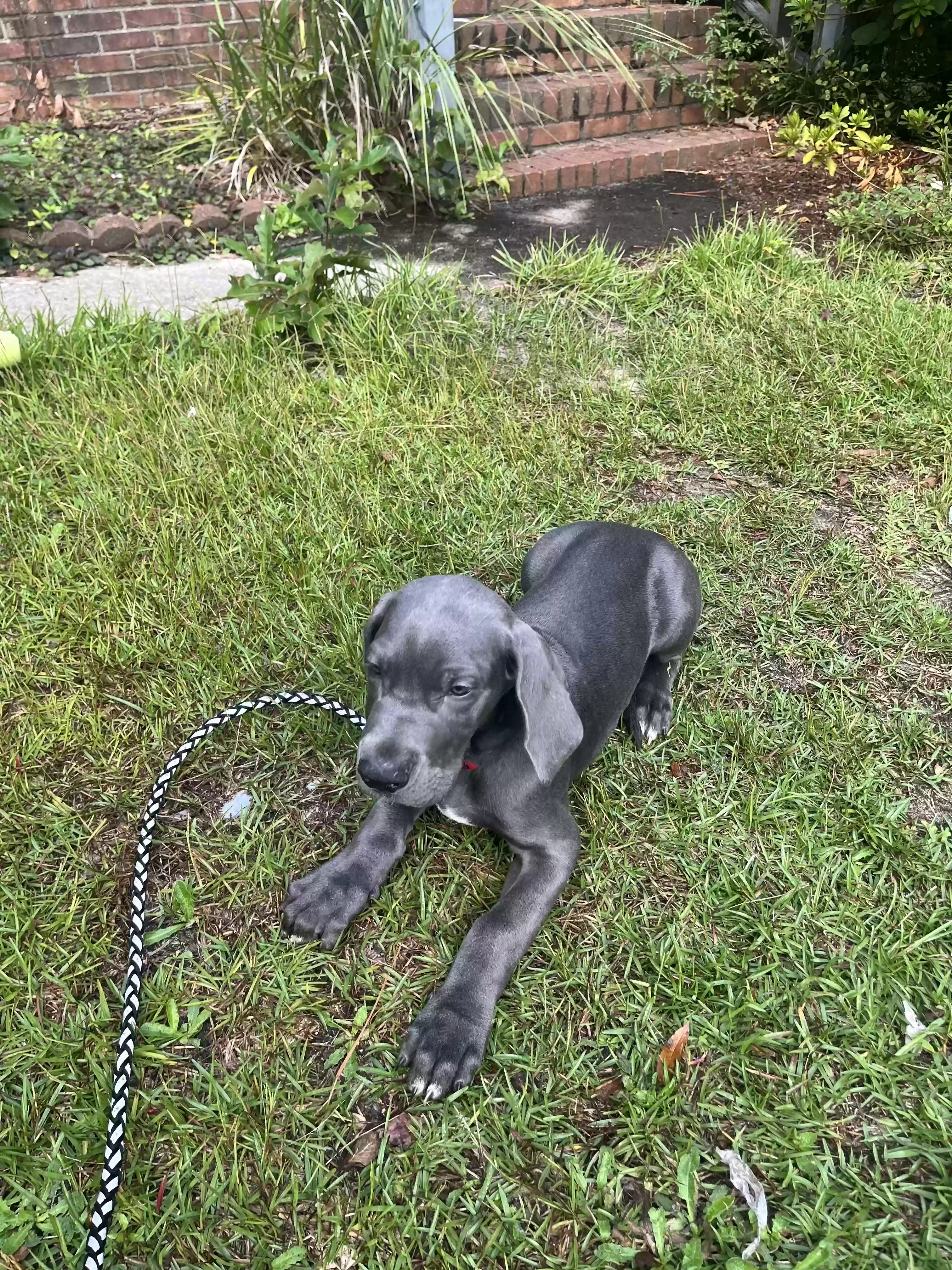 Lost dog in Elgin, SC, 29045