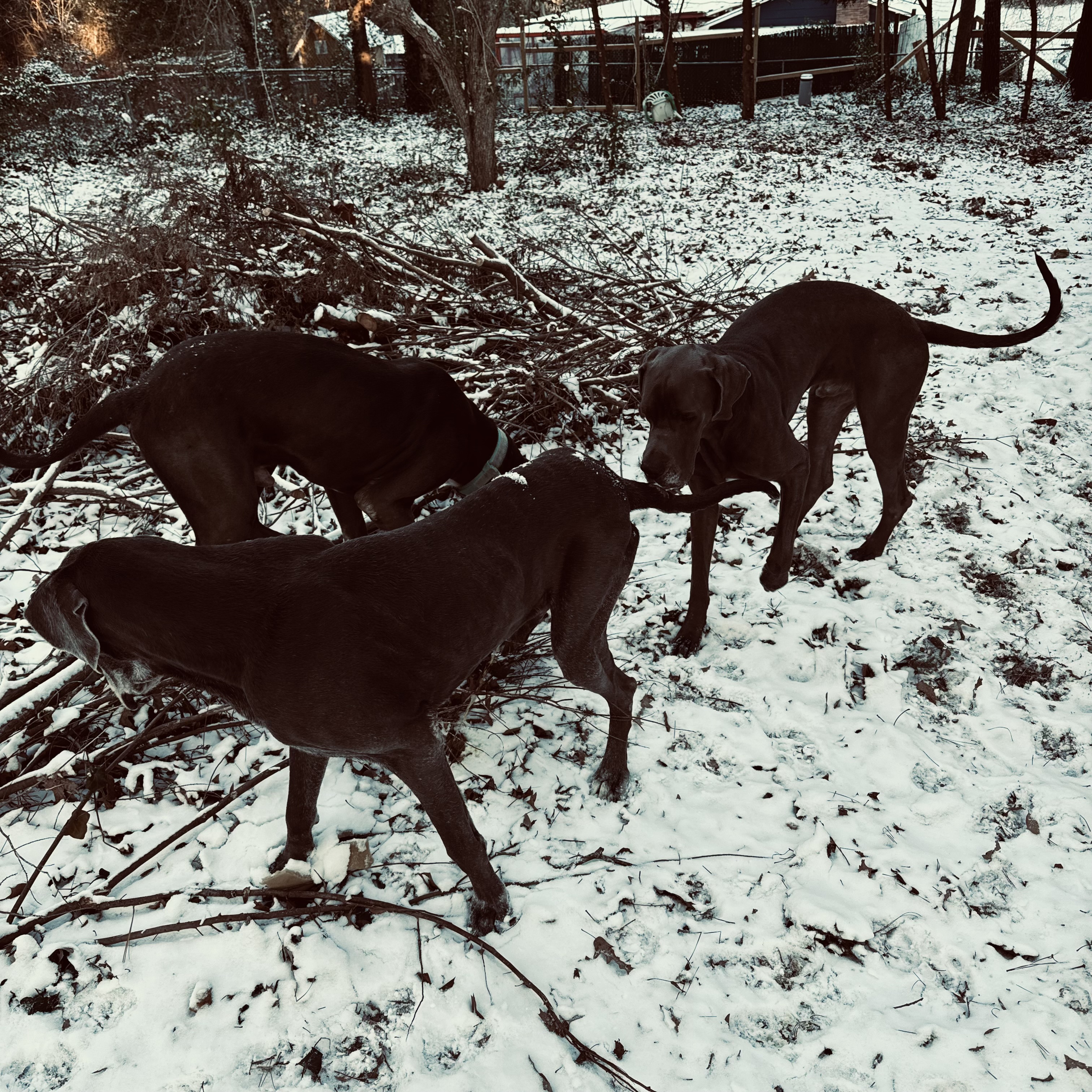 Lost dog in Elgin, SC, 29045