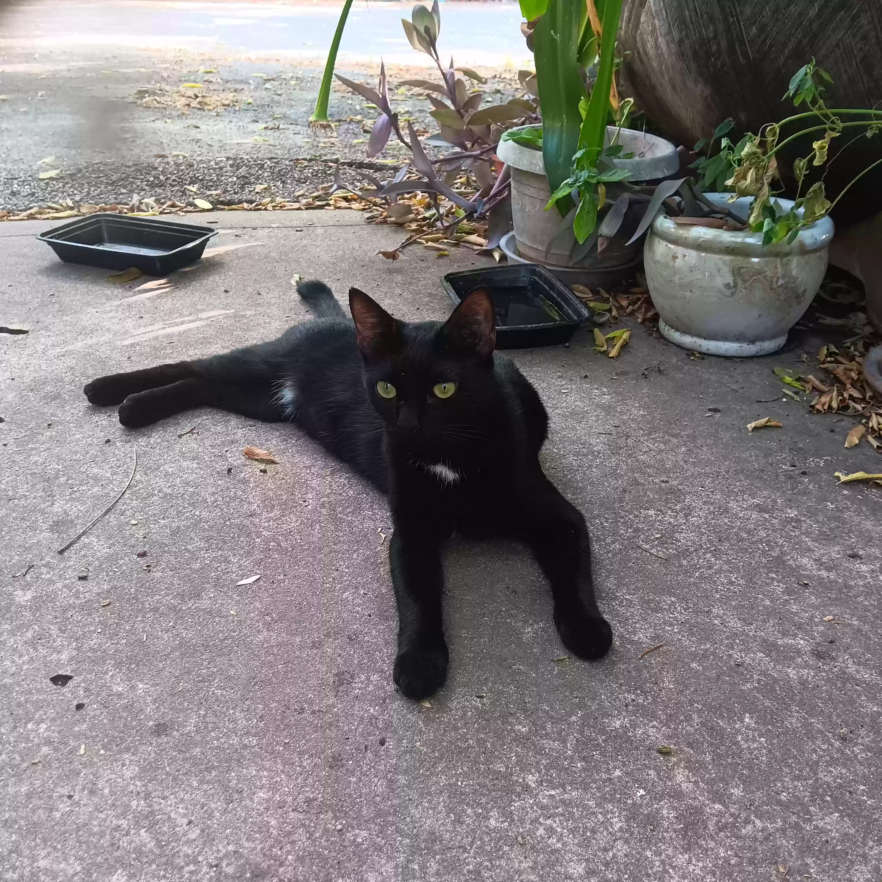 Lost cat in Austin, TX, 78704