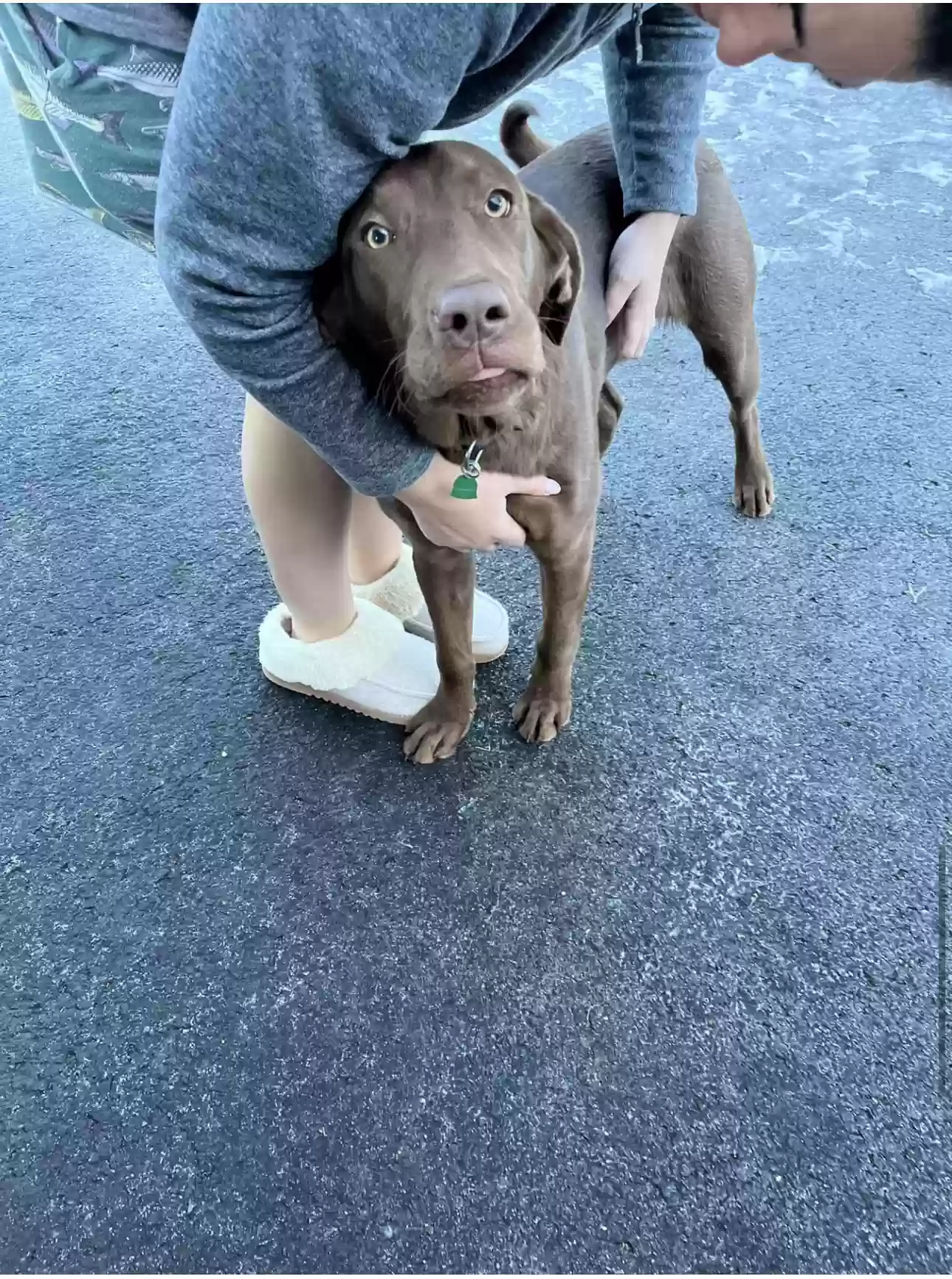 Lost dog in Spokane, WA, 99208