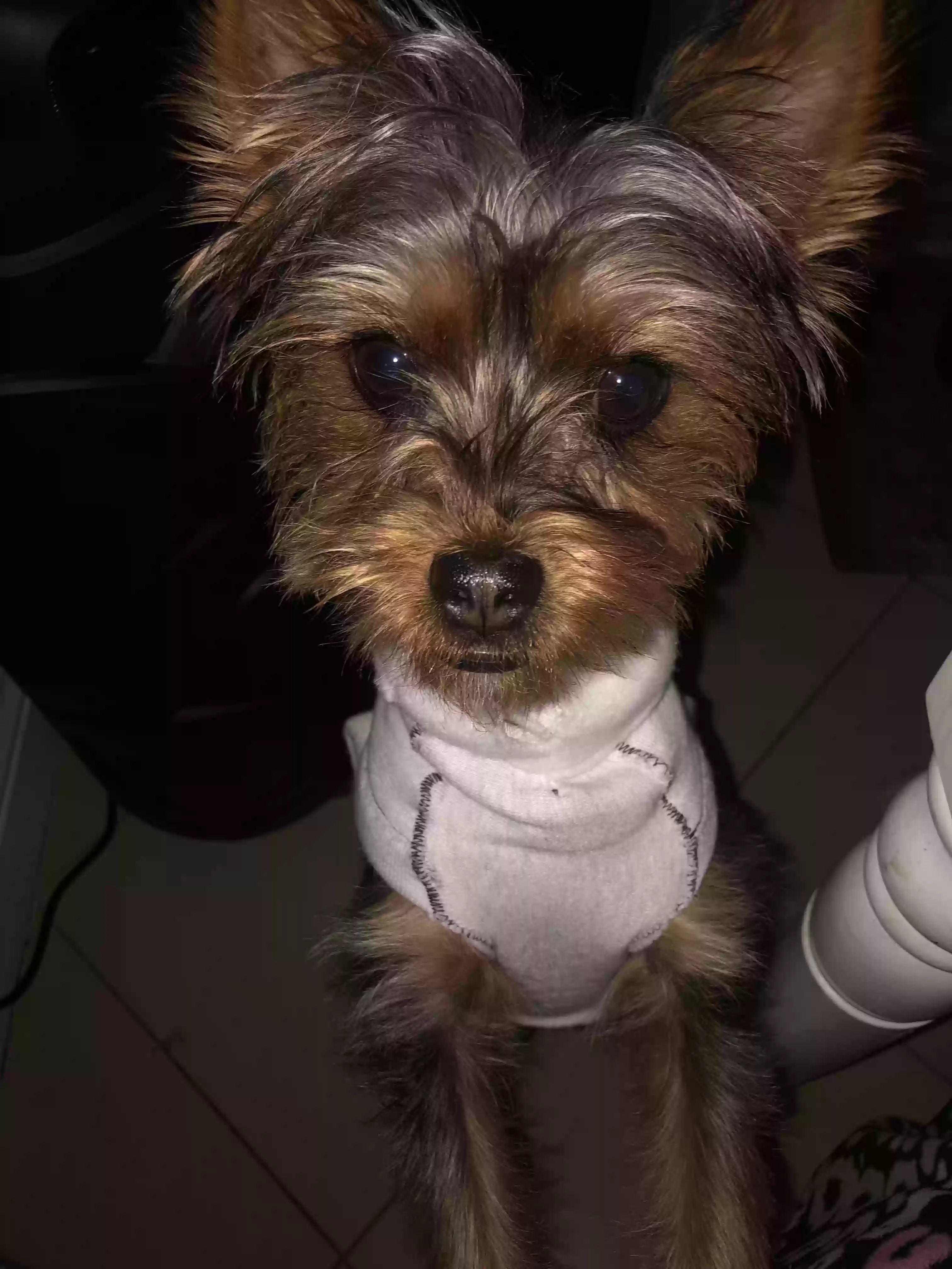 Lost dog in Whittier, CA, 90602