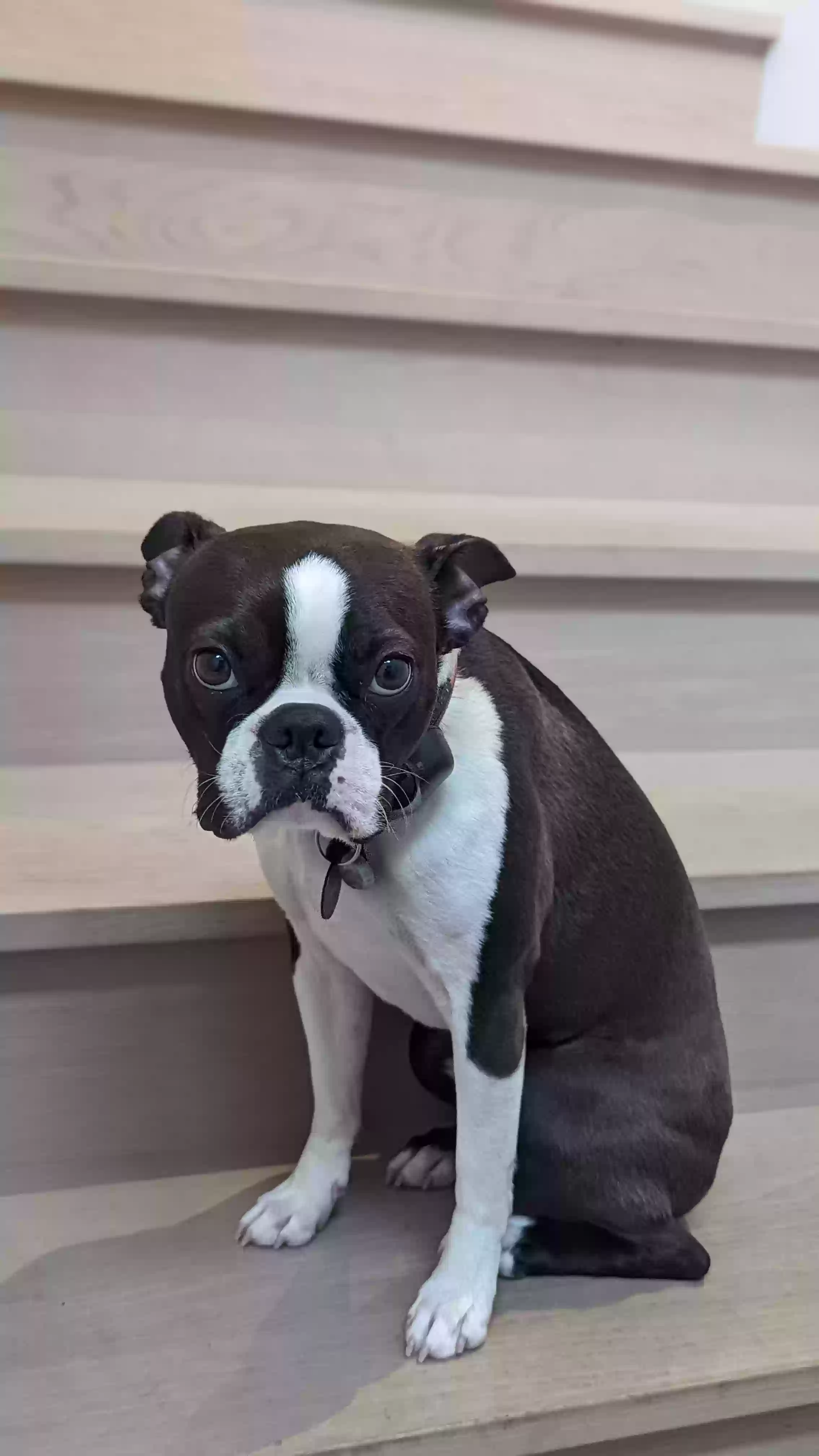Lost dog in Madison, WI, 53706