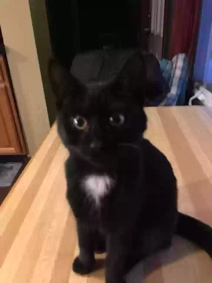 Lost cat in Phillipsburg, NJ, 8865