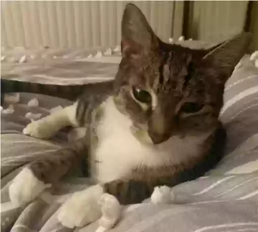 Lost cat in Bradenton, FL, 34210