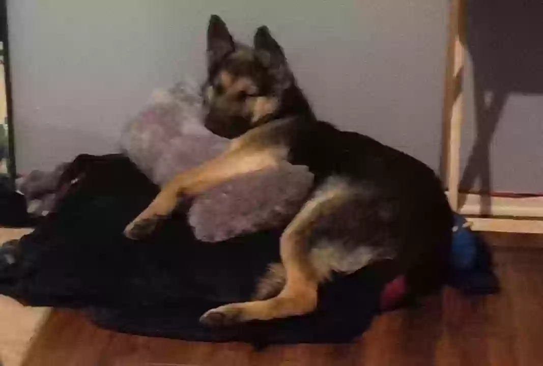 Found dog in Apple Valley, CA, 92307
