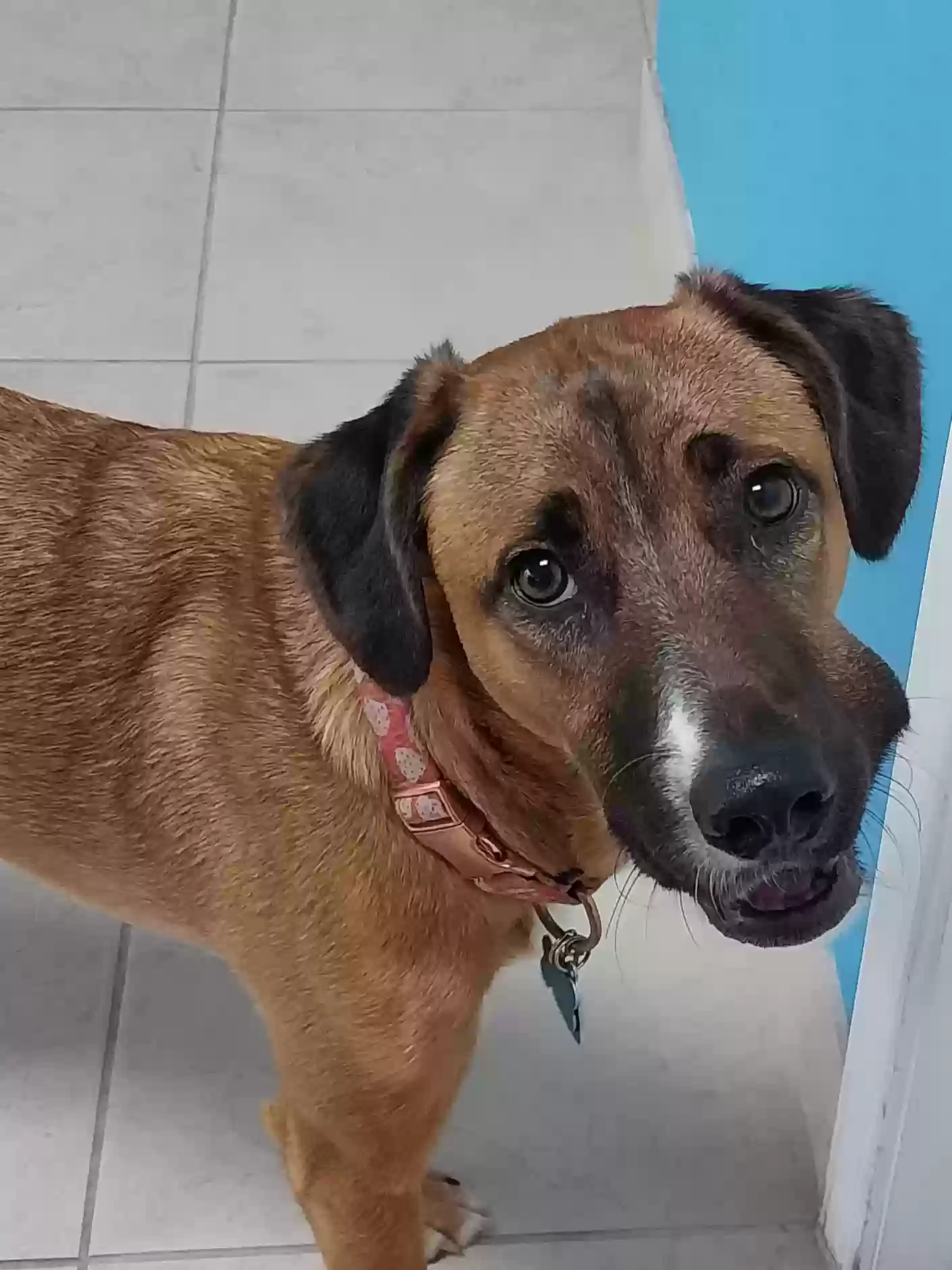 Lost dog in Silver Spring, MD, 20902