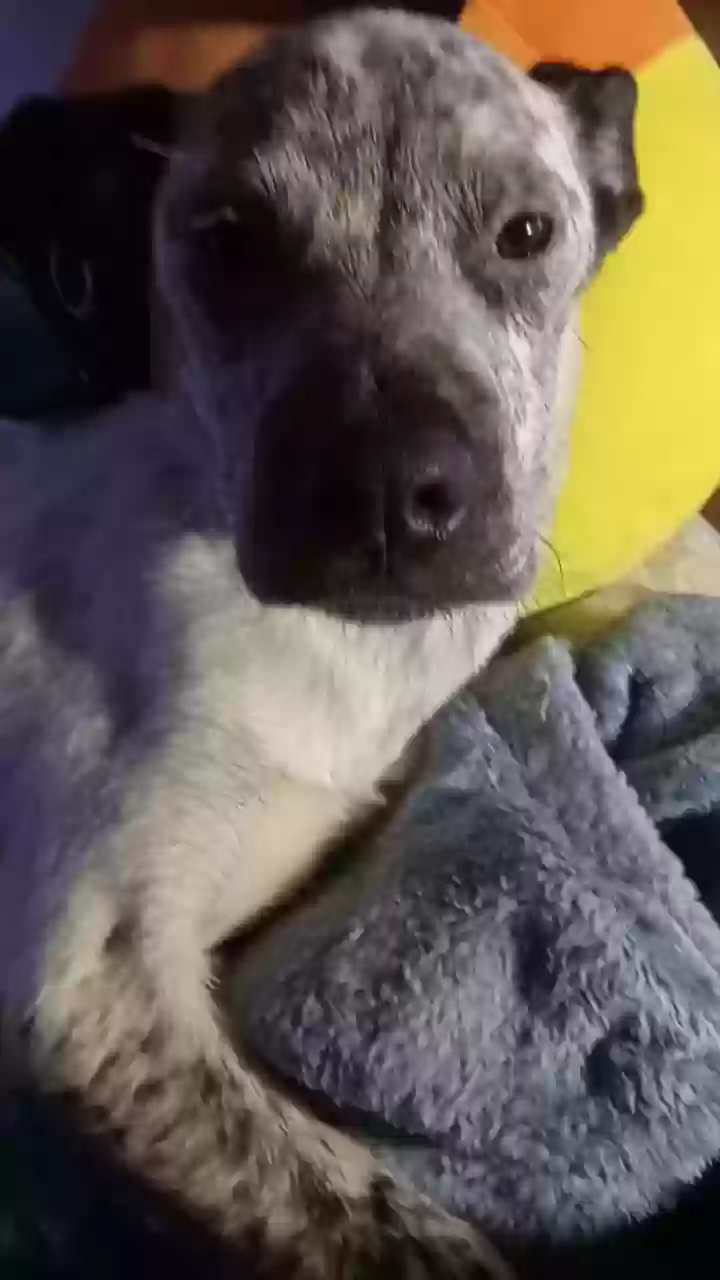 Lost dog in Beaver Falls, PA, 15010