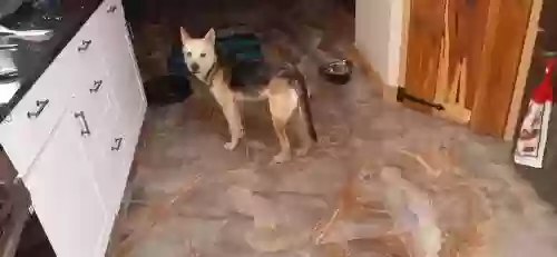 Found dog in Dandridge, TN, 37725