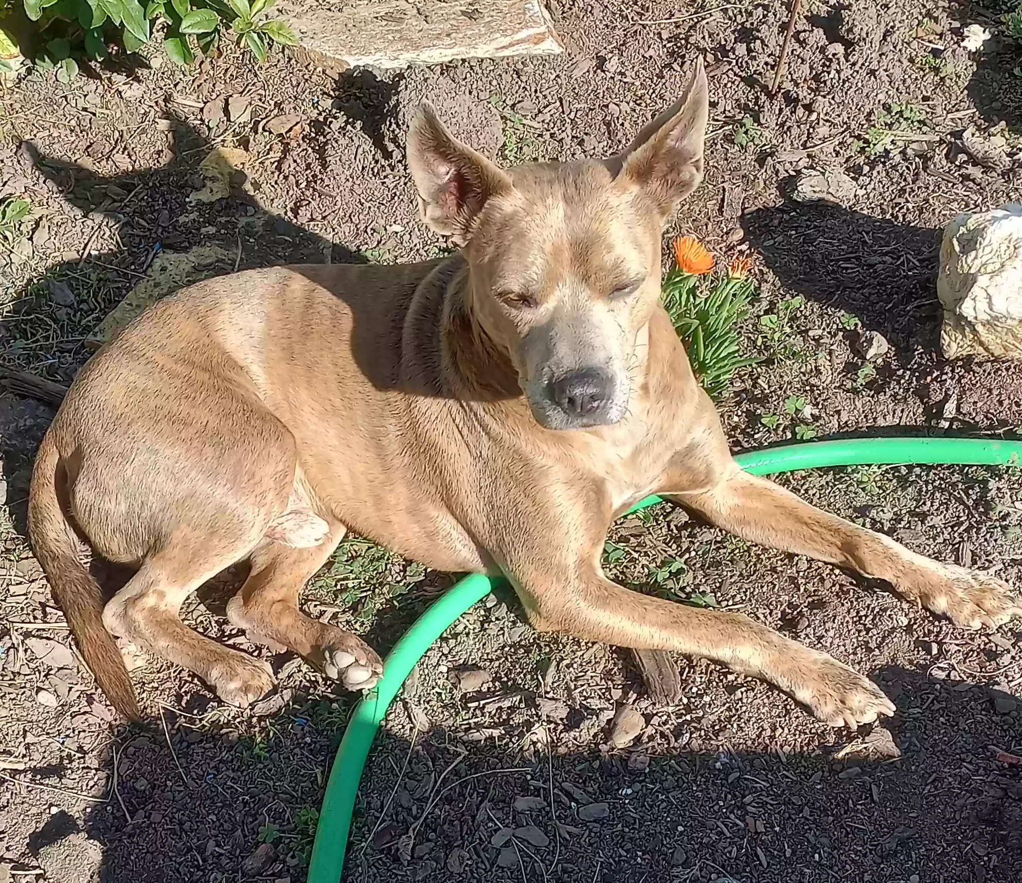 Lost dog in San Pablo, CA, 94806