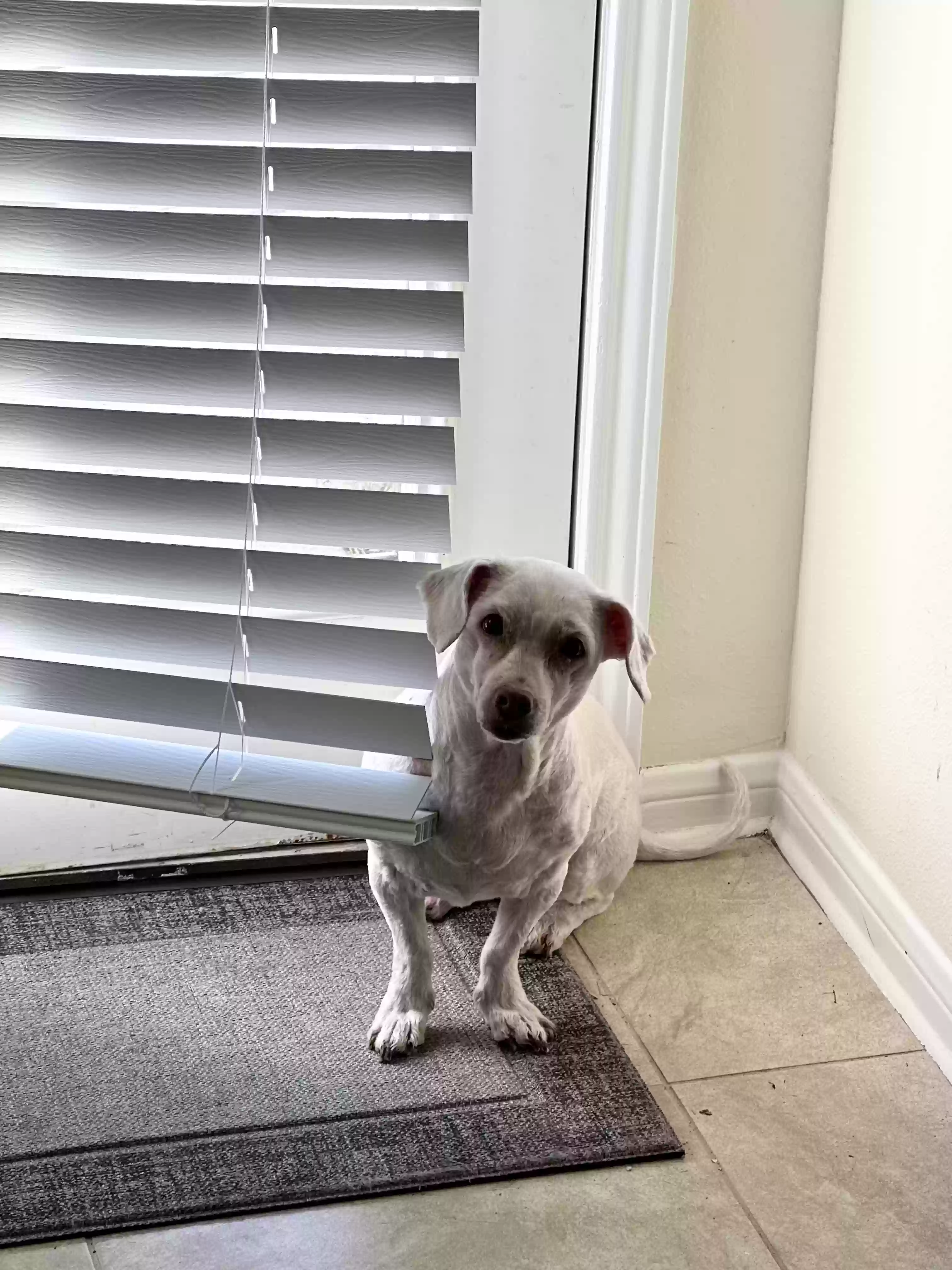 Lost dog in Fresno, TX, 77545