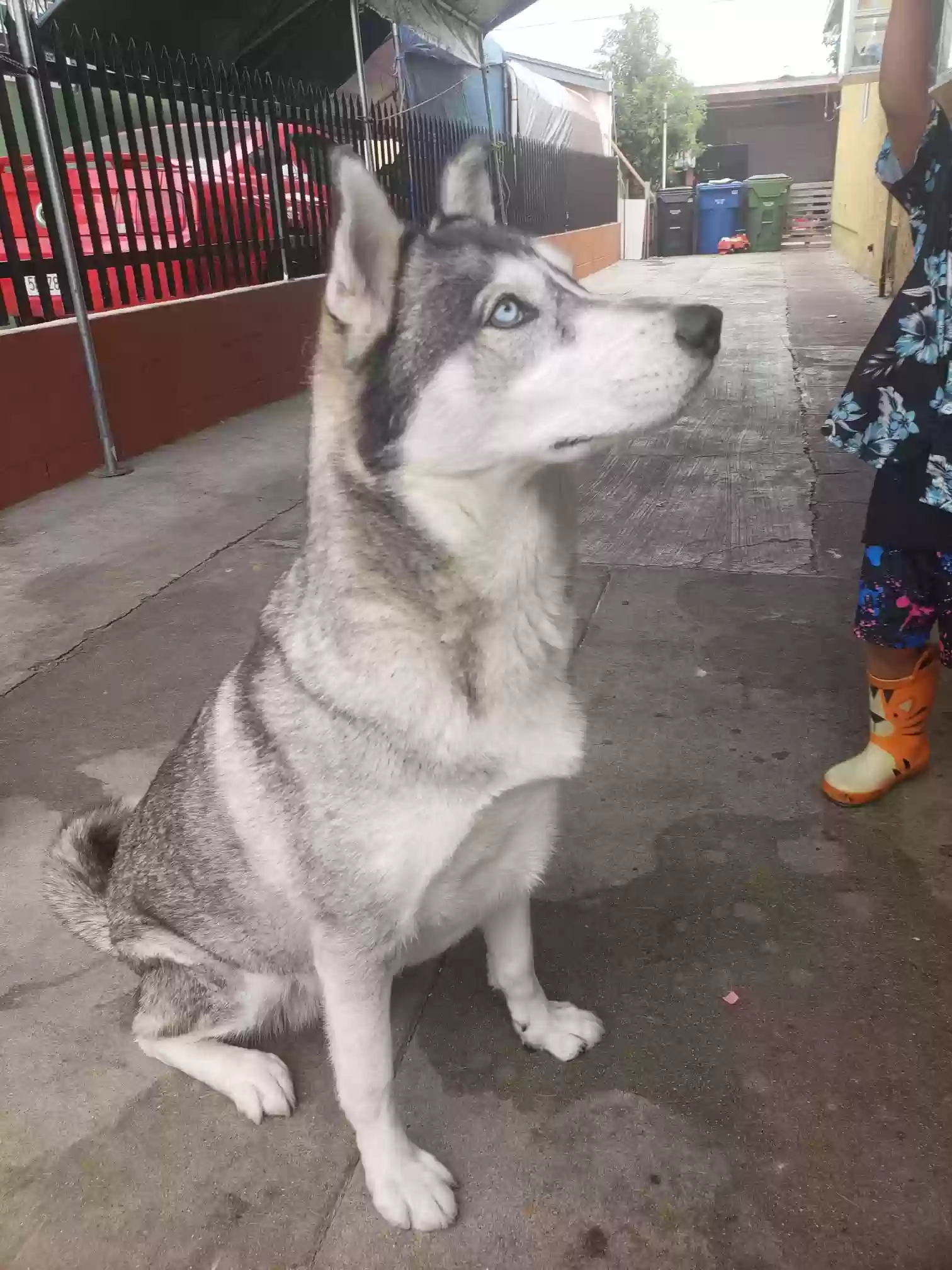Lost dog in Los Angeles, CA, 90047