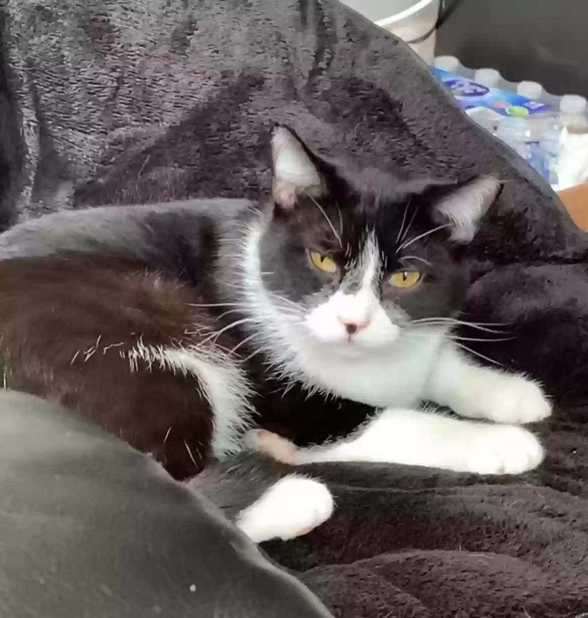Lost cat in Chicago, IL, 60644