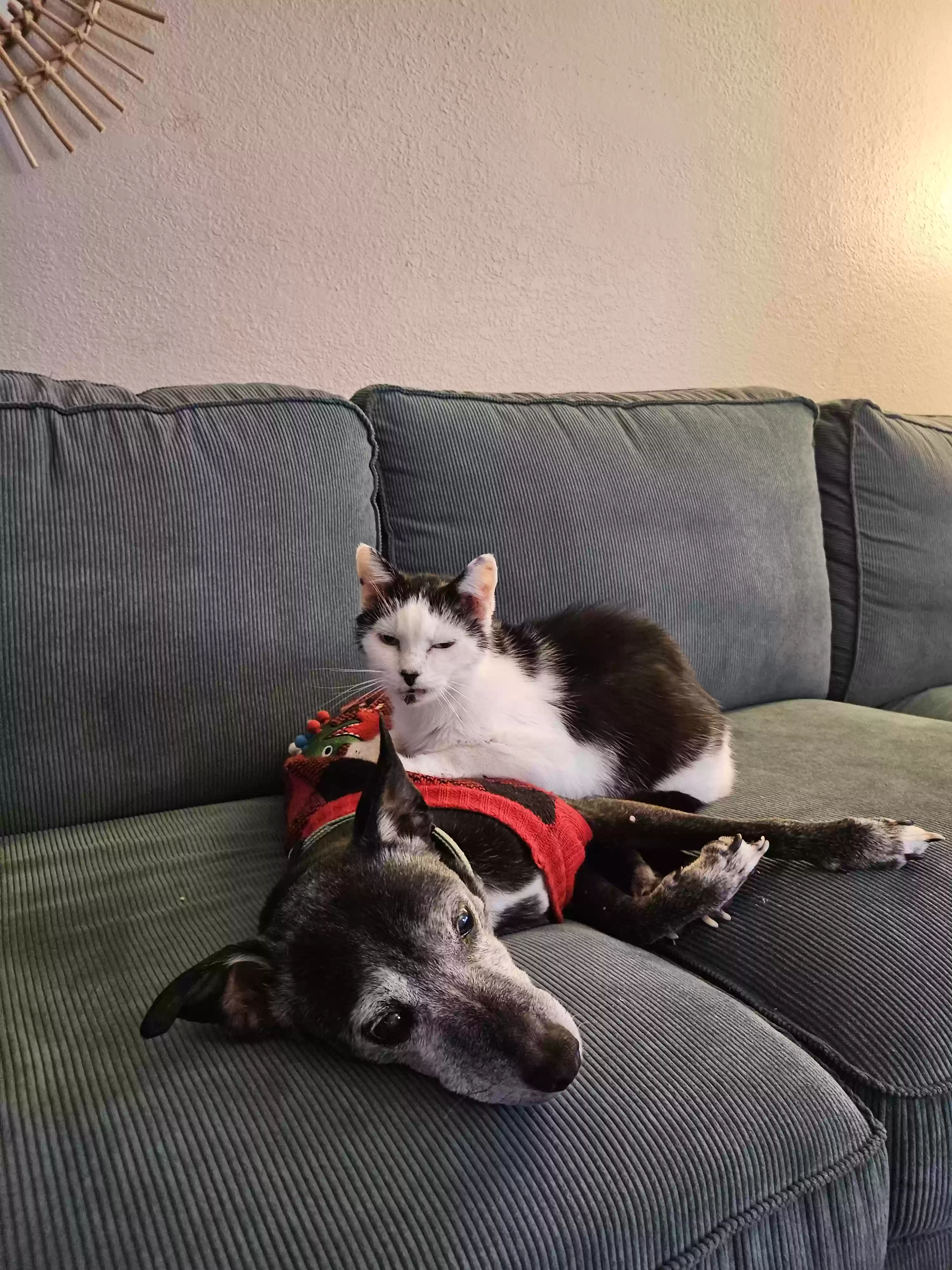 Lost dog in Pickerington, OH, 43147