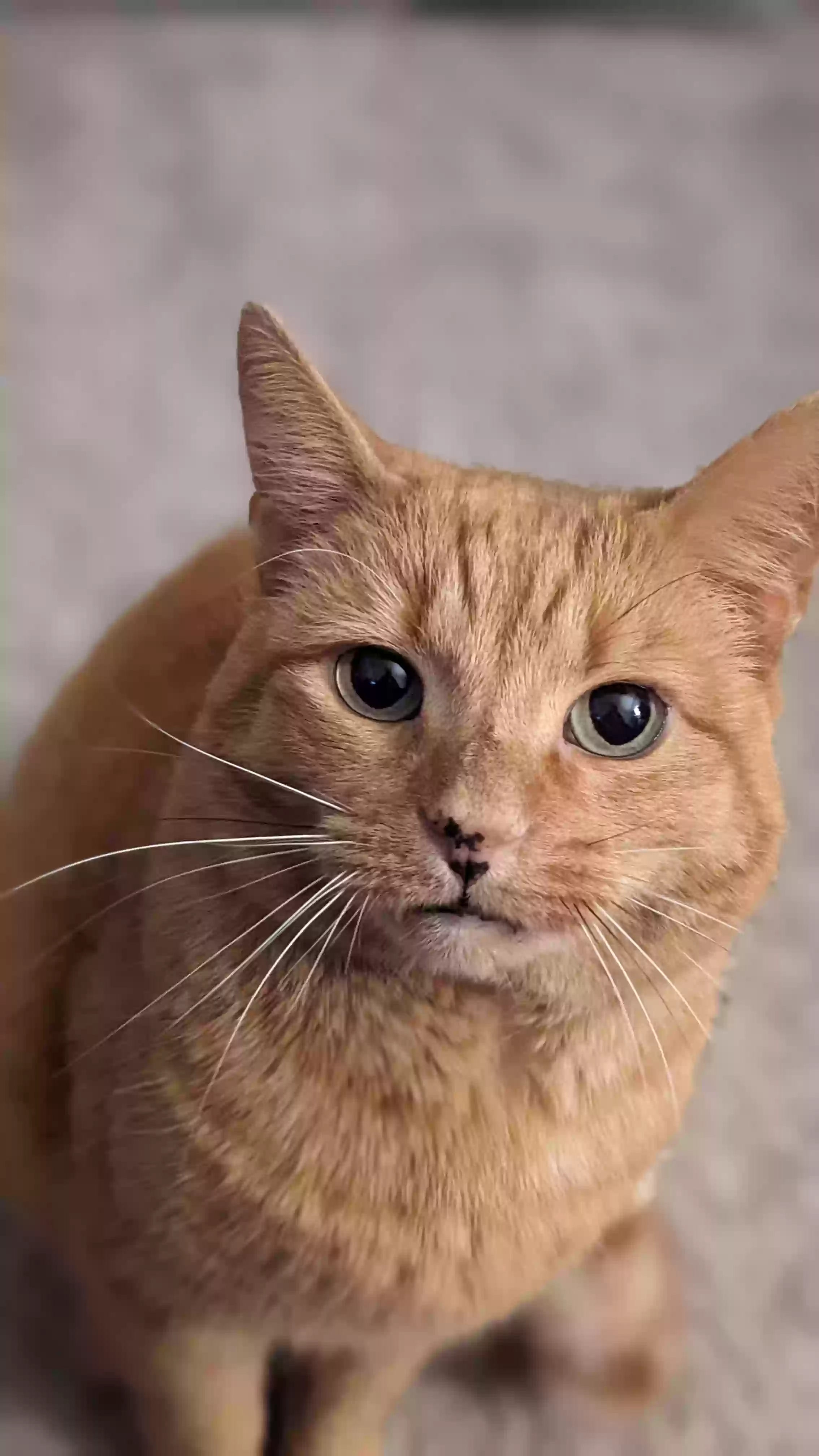 Lost cat in Cary, NC, 27513