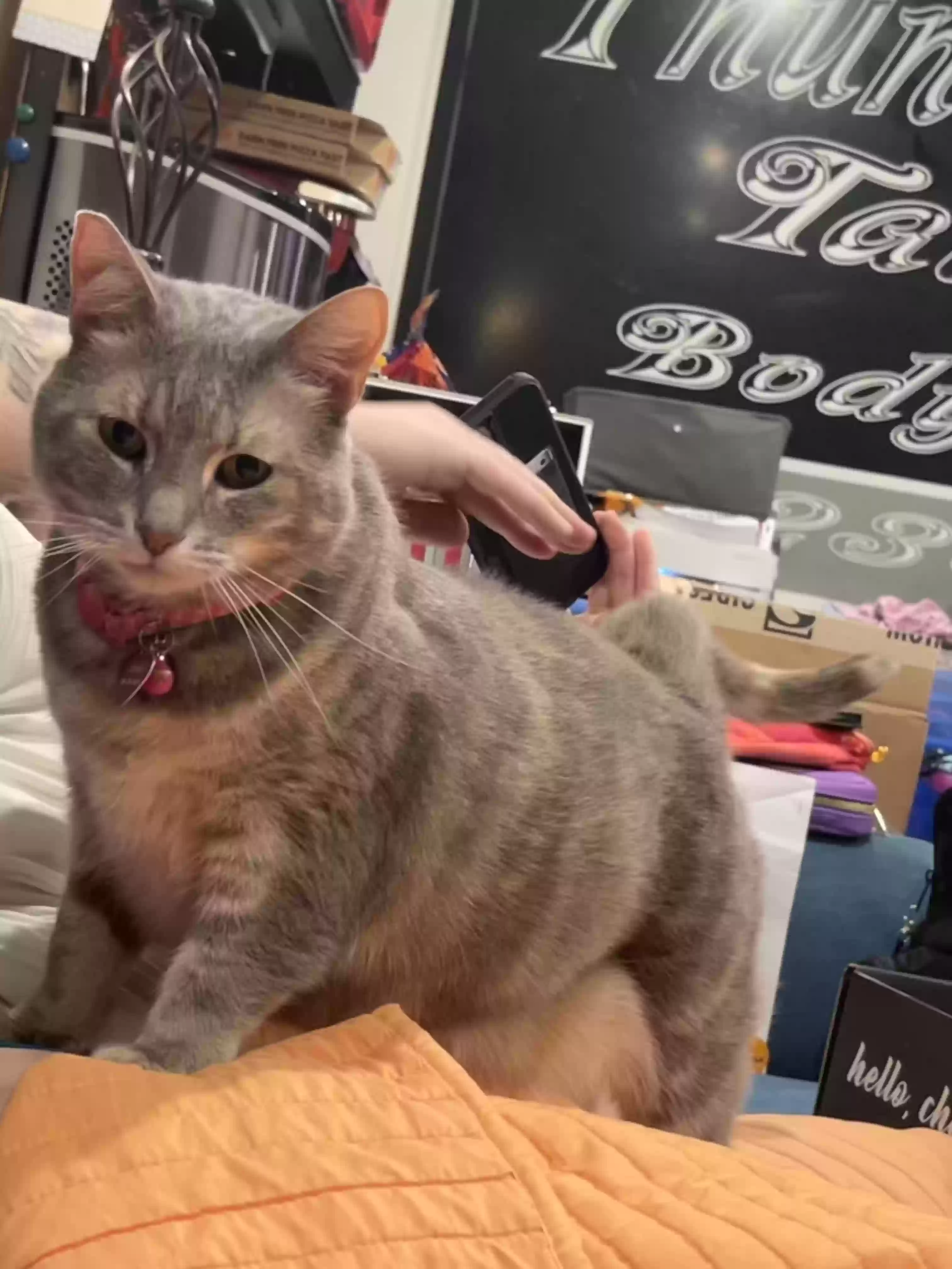 Lost cat in Henrico, VA, 23238